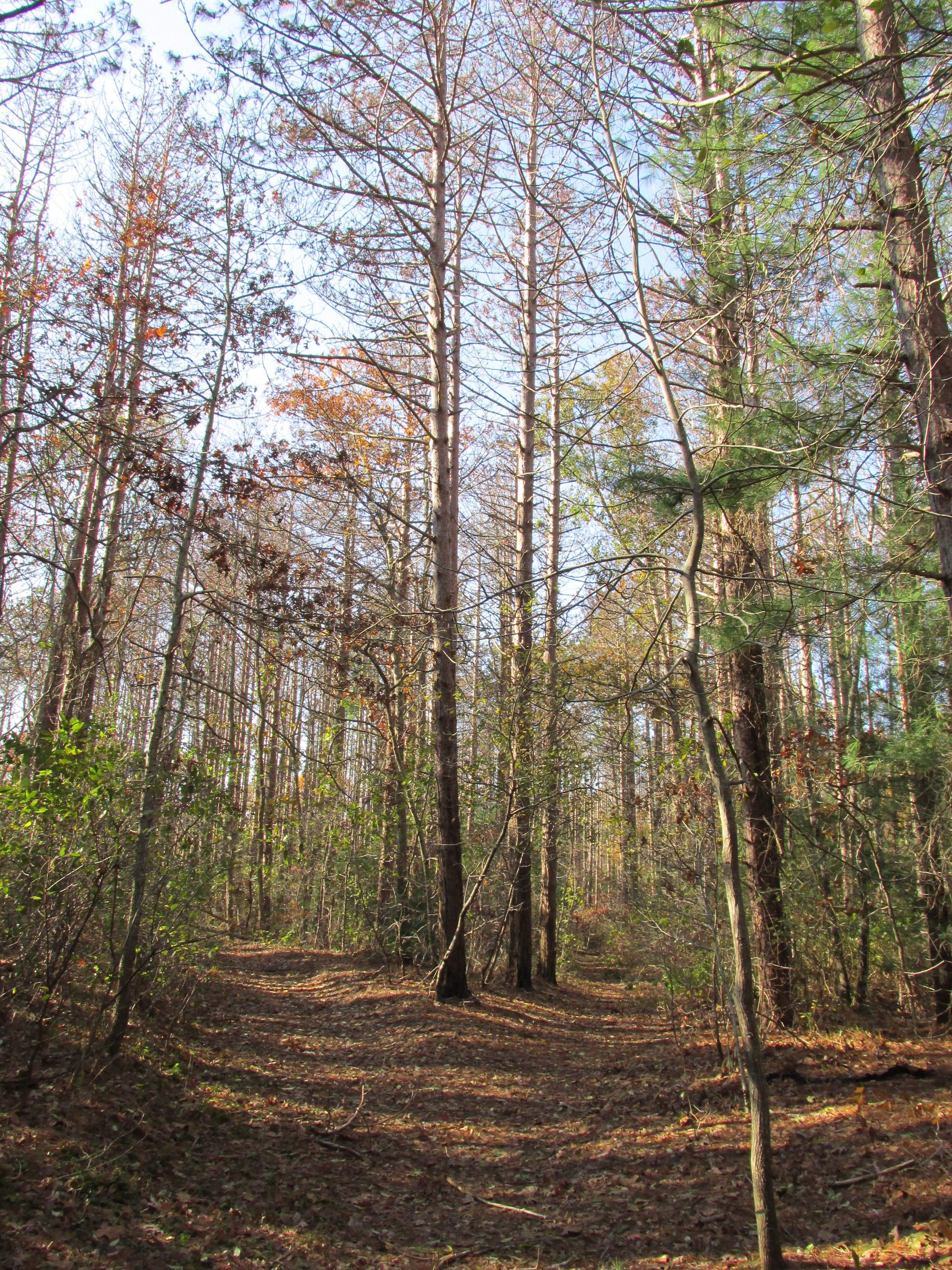 Shawme Crowell State Forest