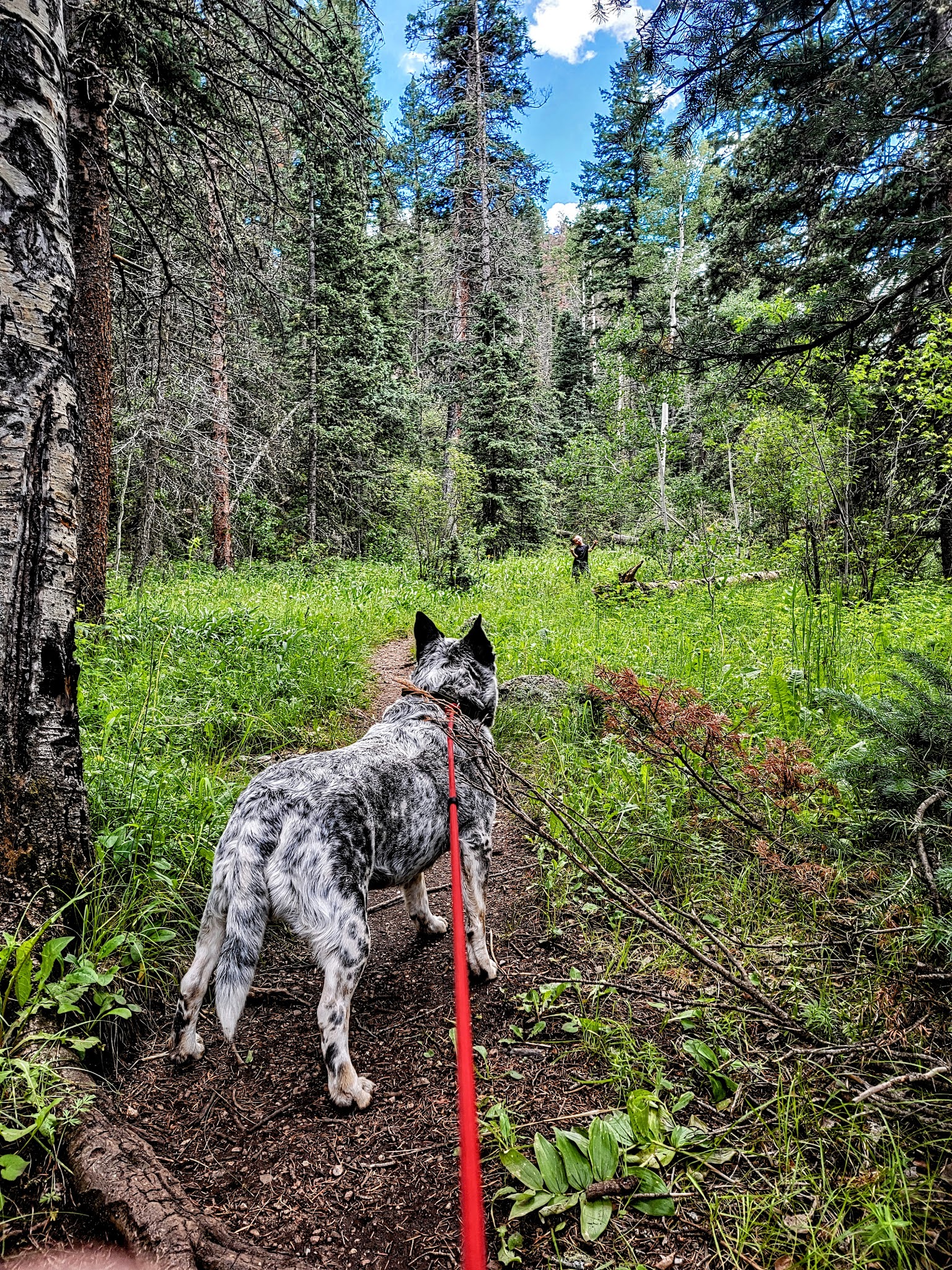 Ophir Creek Campground (Co)