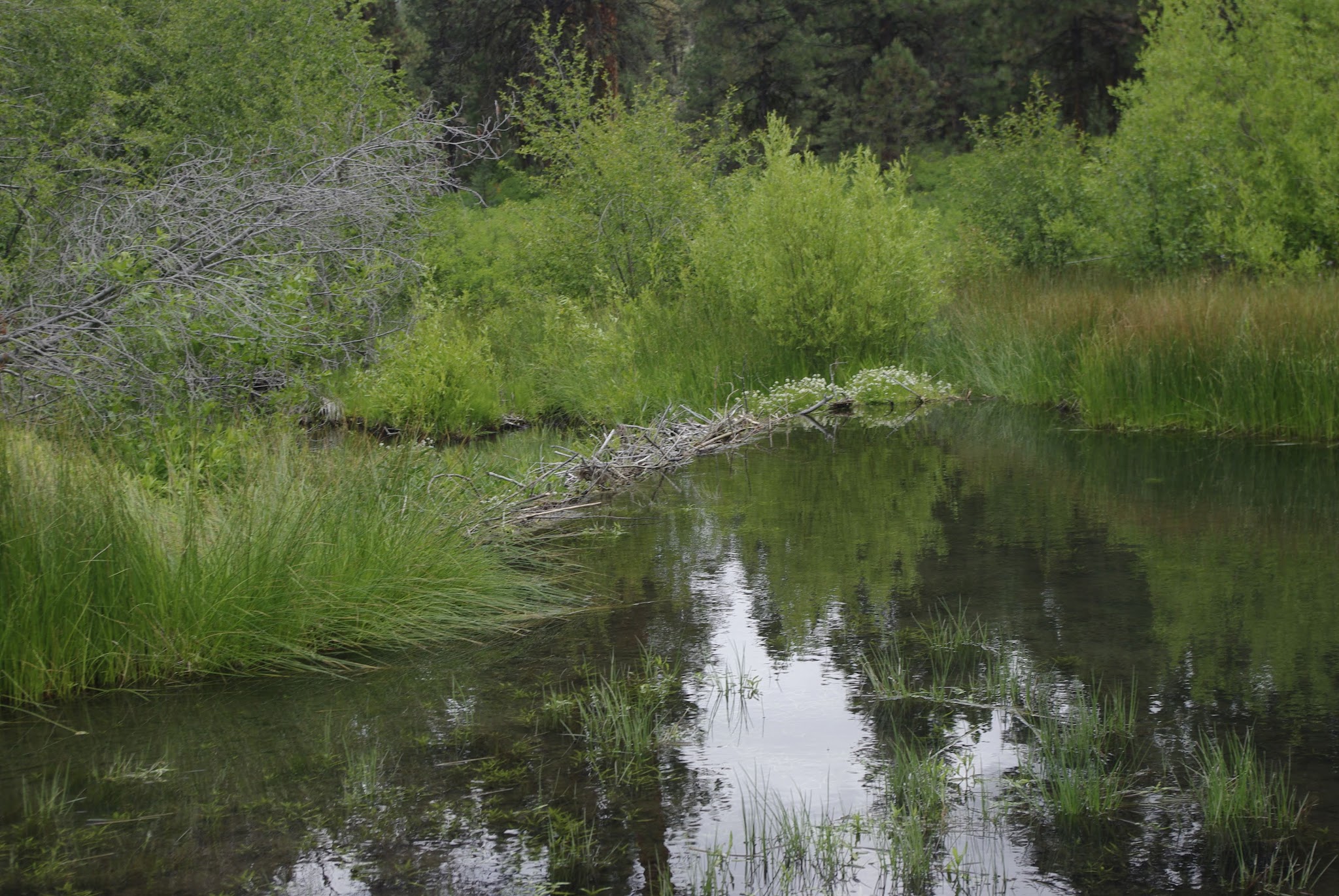 Oregon Mine Campground