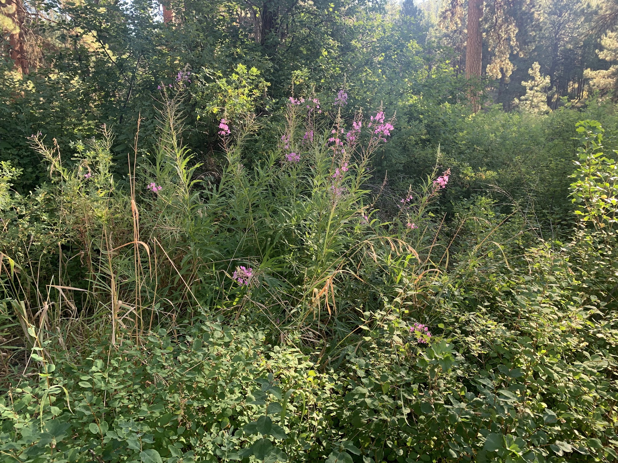 Oregon Mine Campground