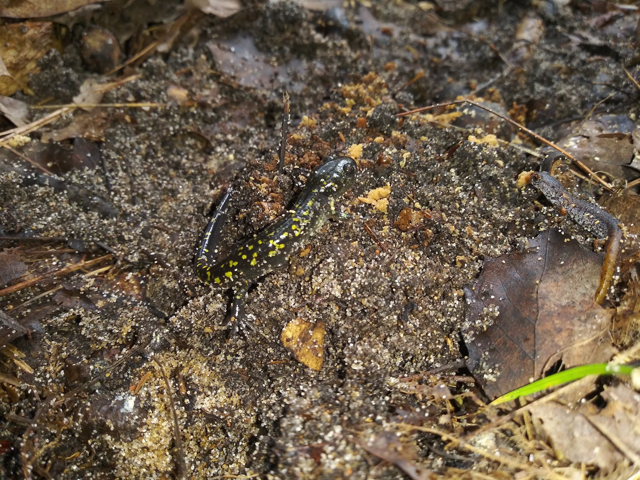 Ossineke State Forest Campground