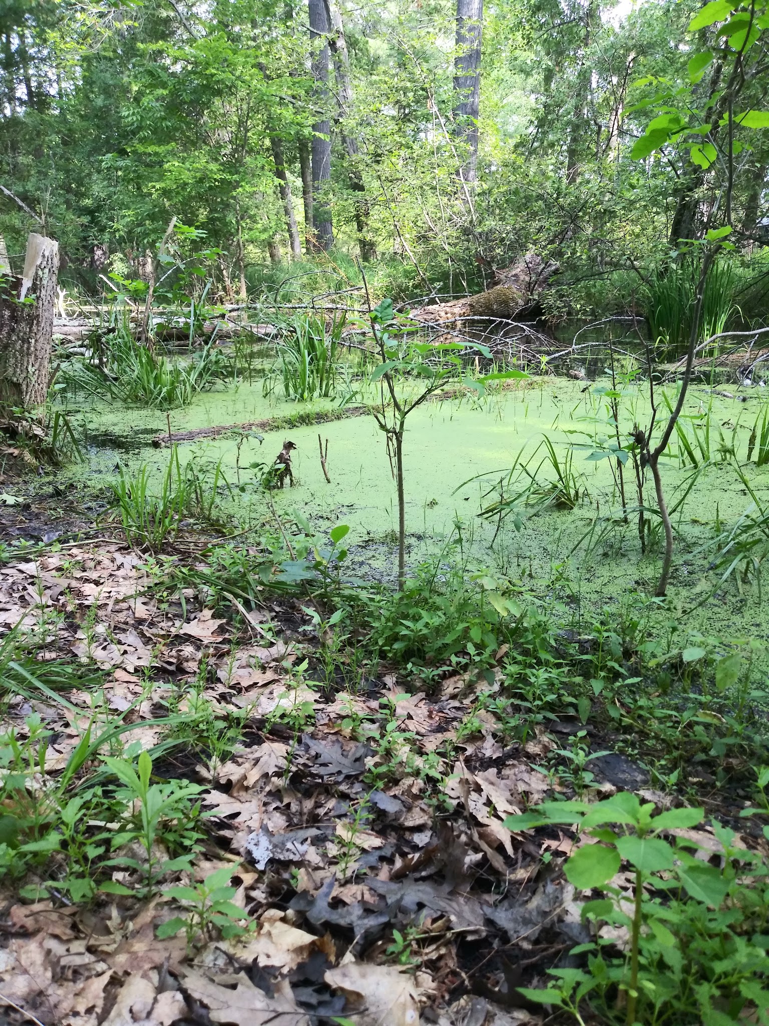 Ossineke State Forest Campground