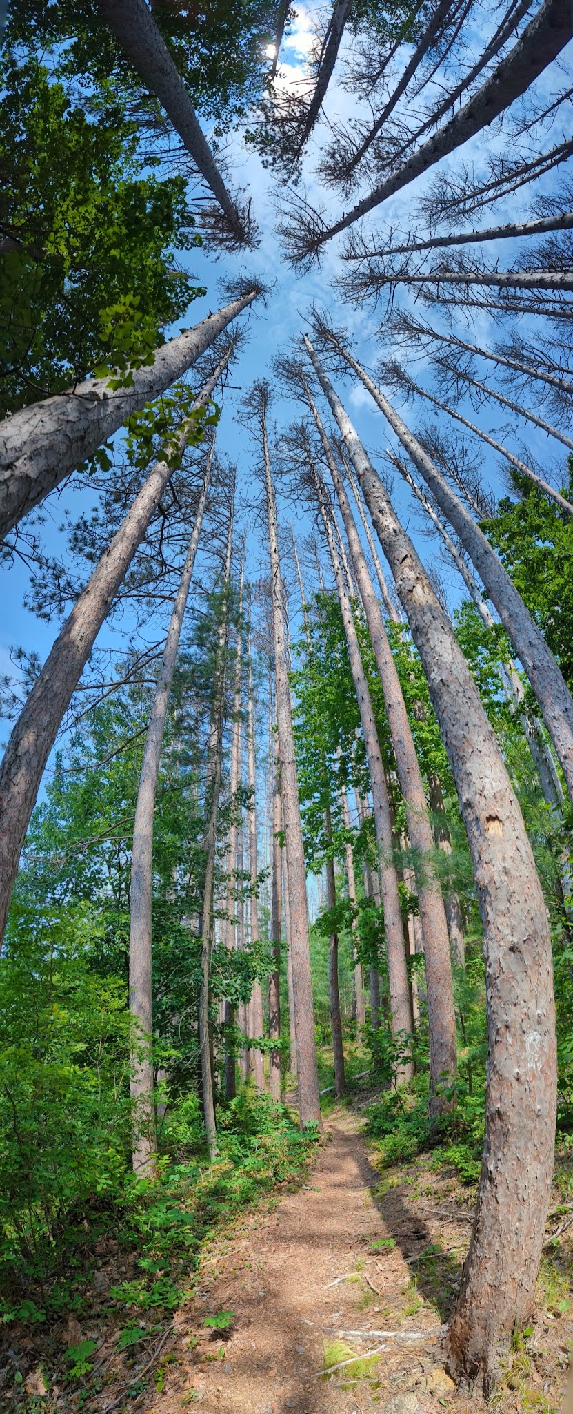 Otter River State Forest
