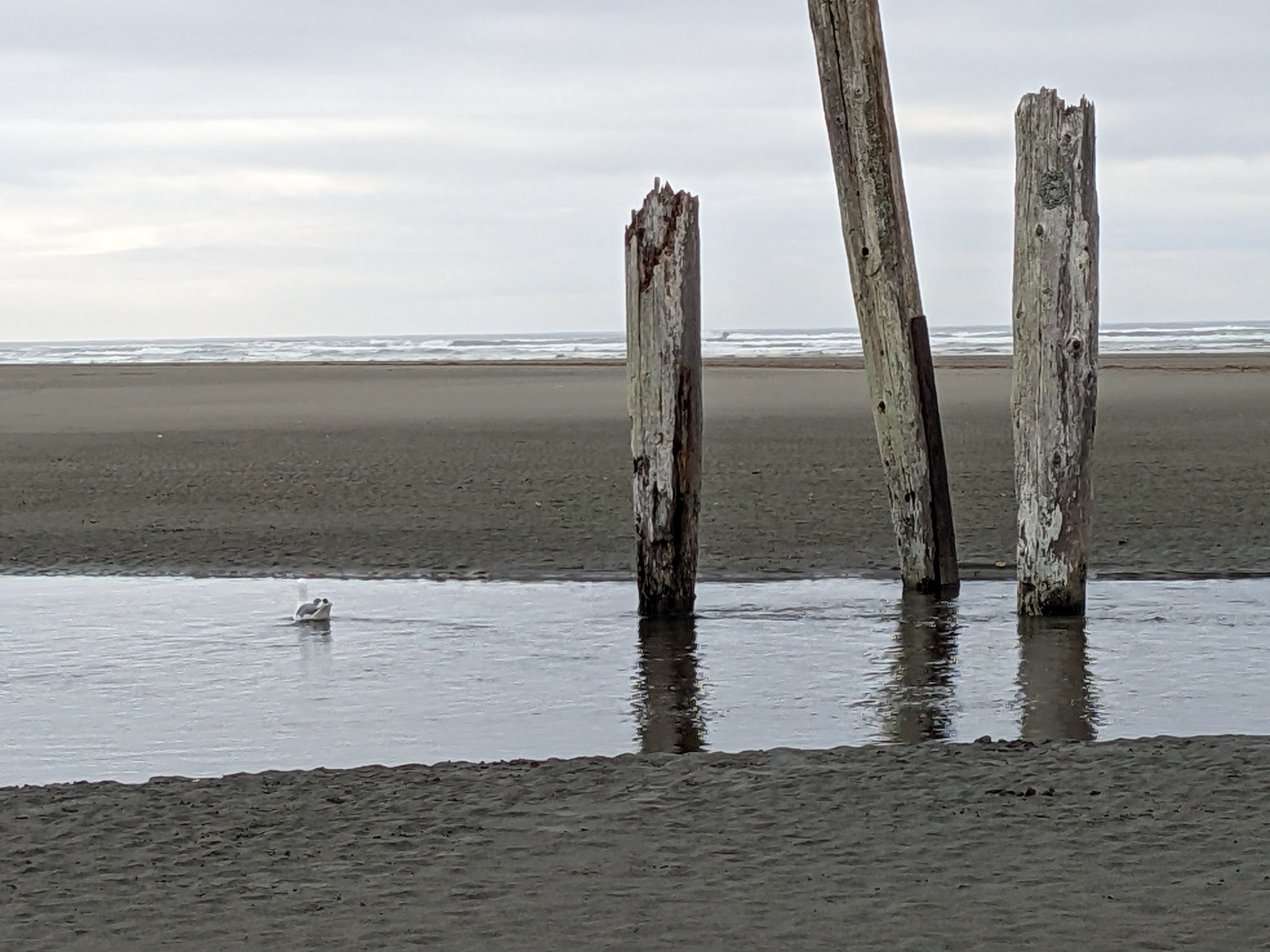 Pacific Beach State Park
