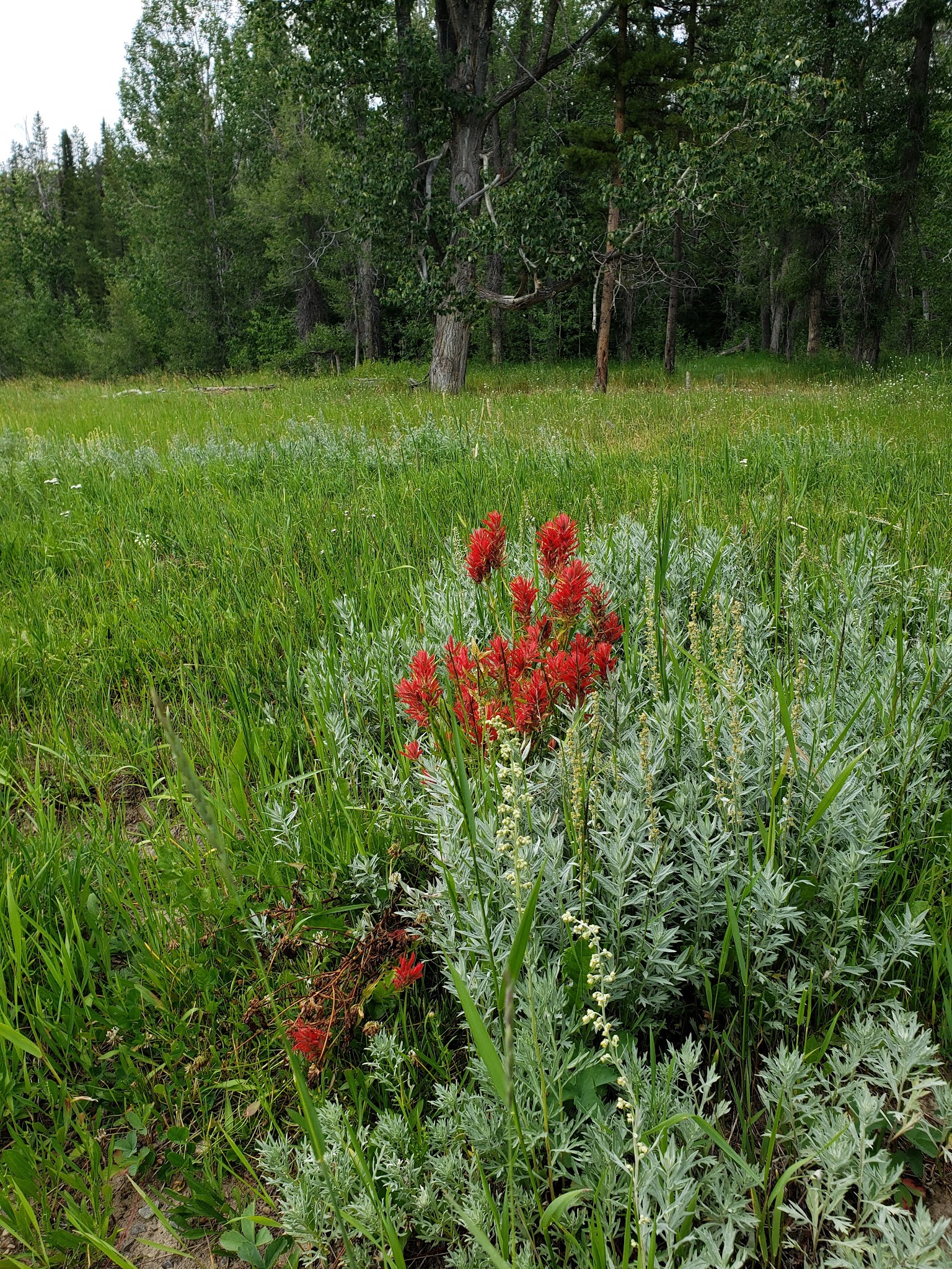 Pacific Creek Campground