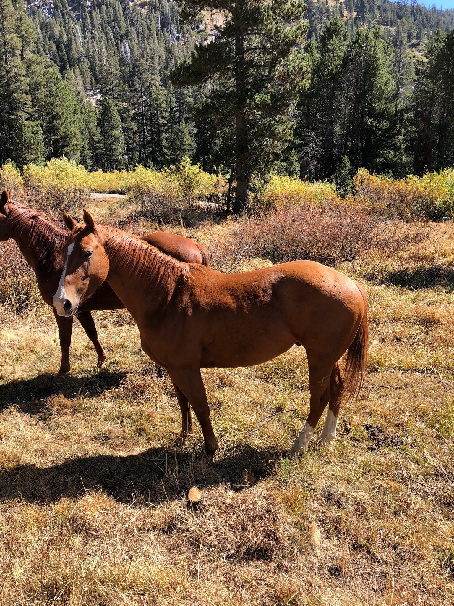 Pacific Valley Campground