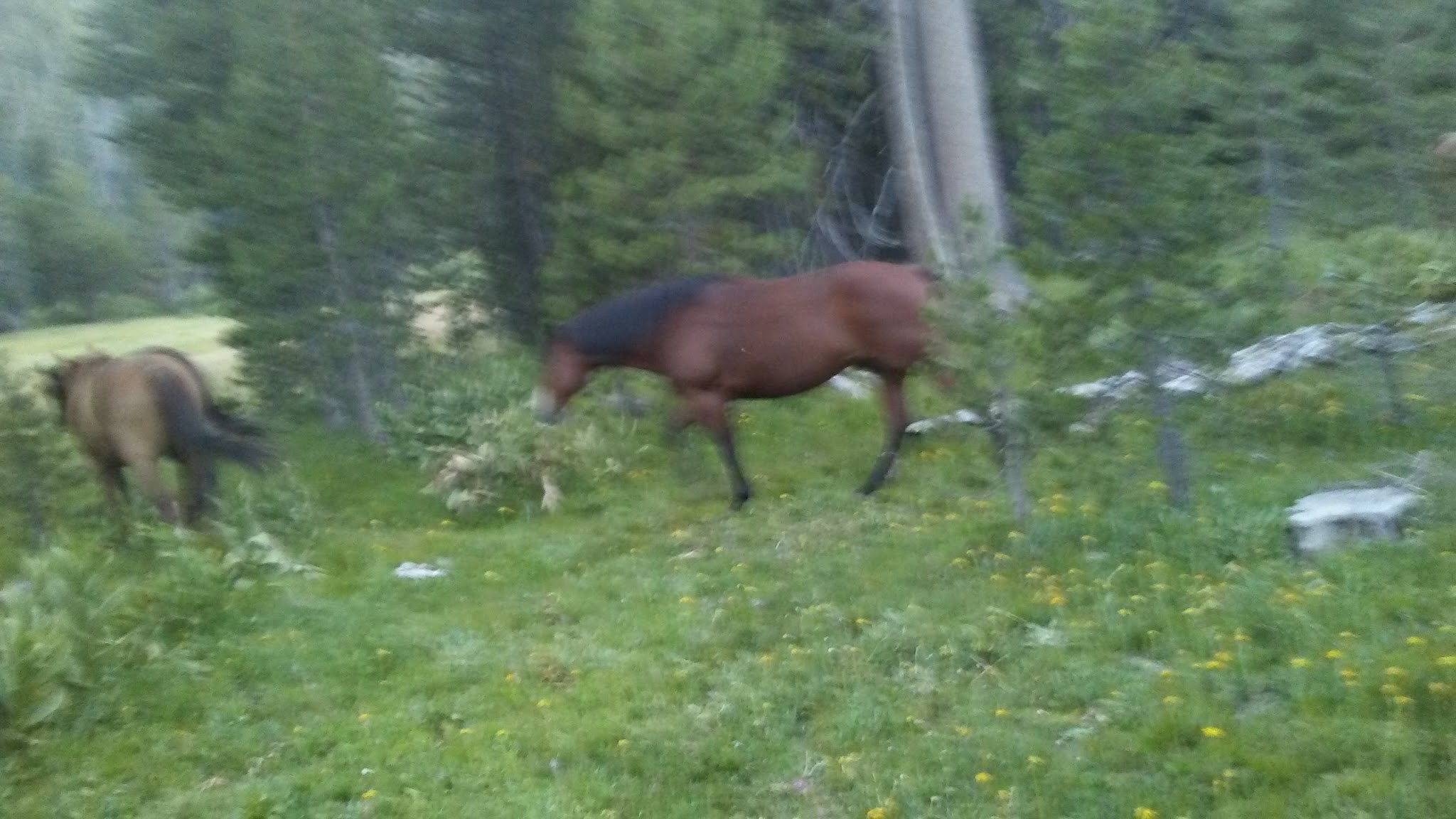 Pacific Valley Campground