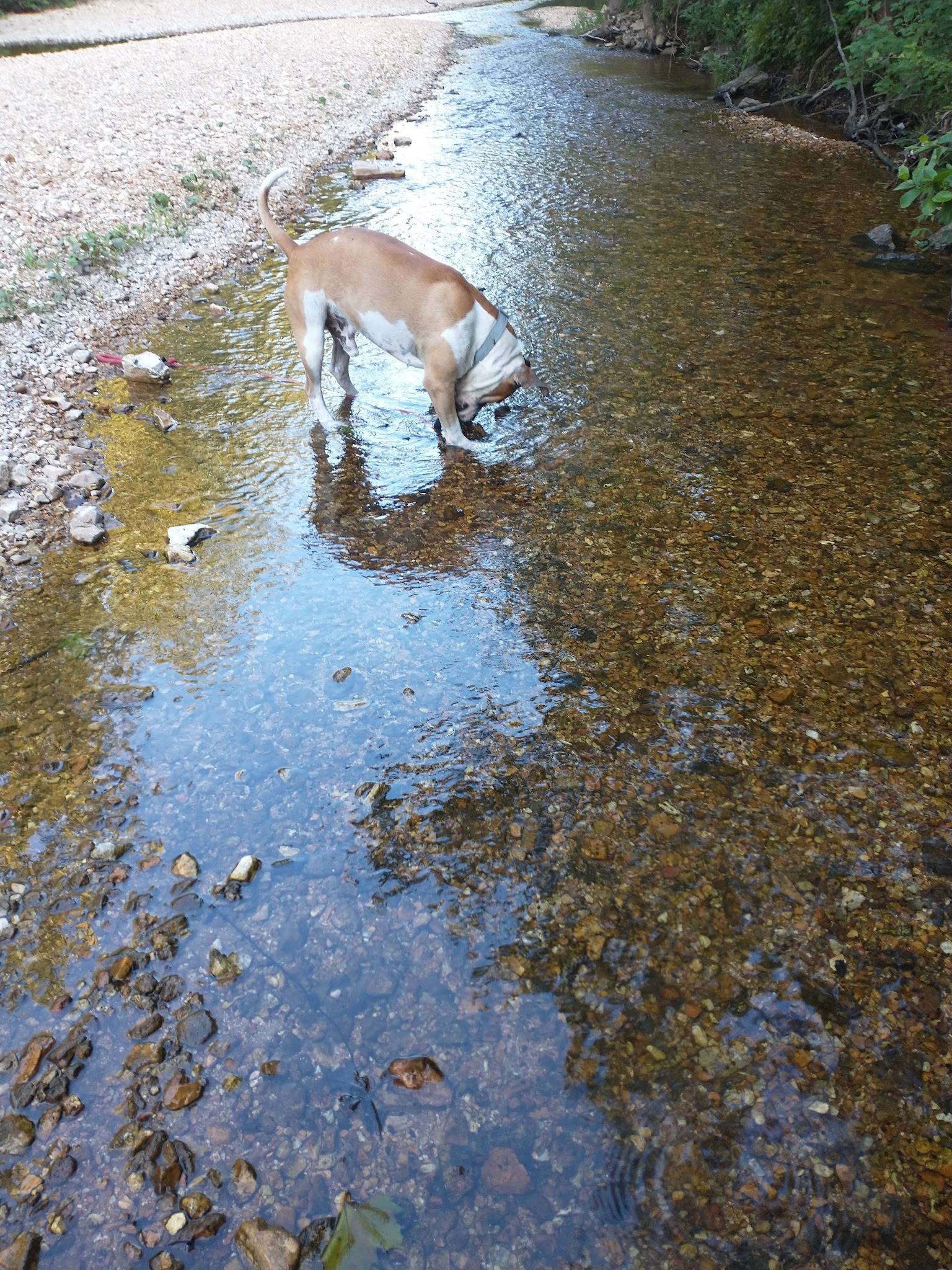 Paddy Creek Campground