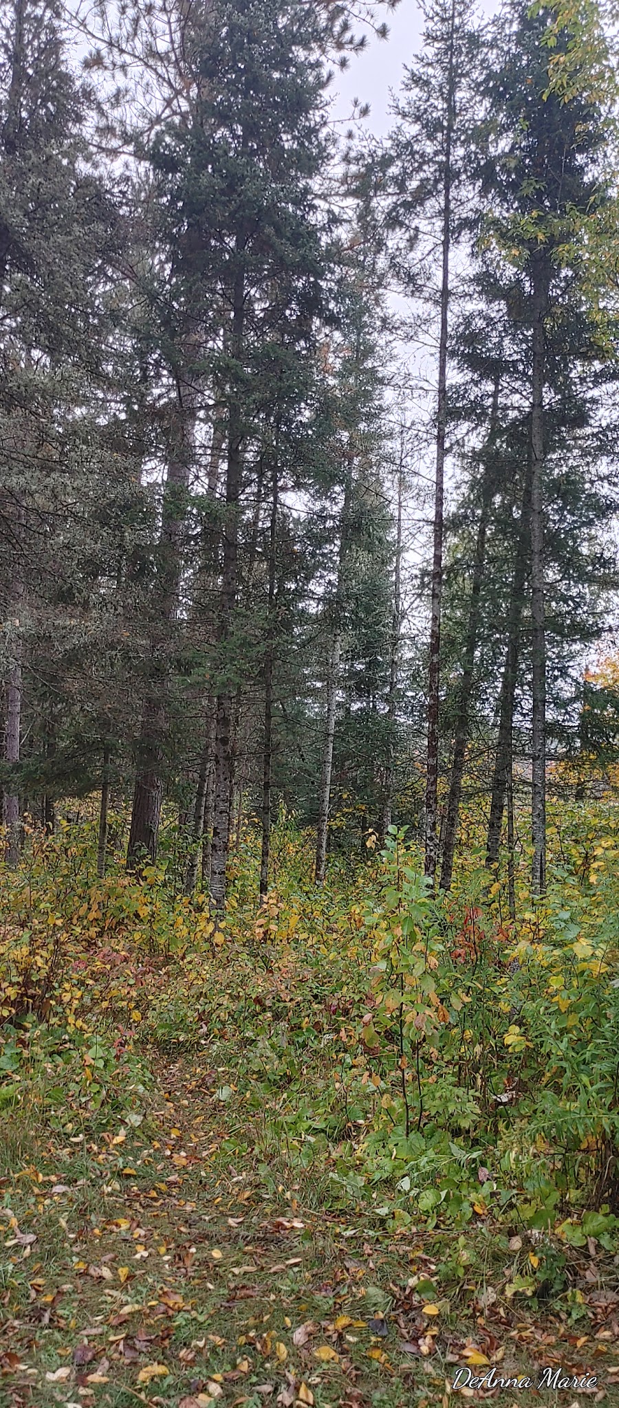 Paint River Forks Campground