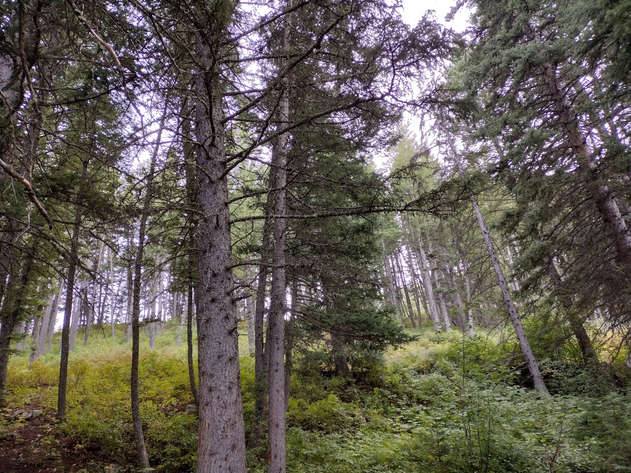 Palisades Campground