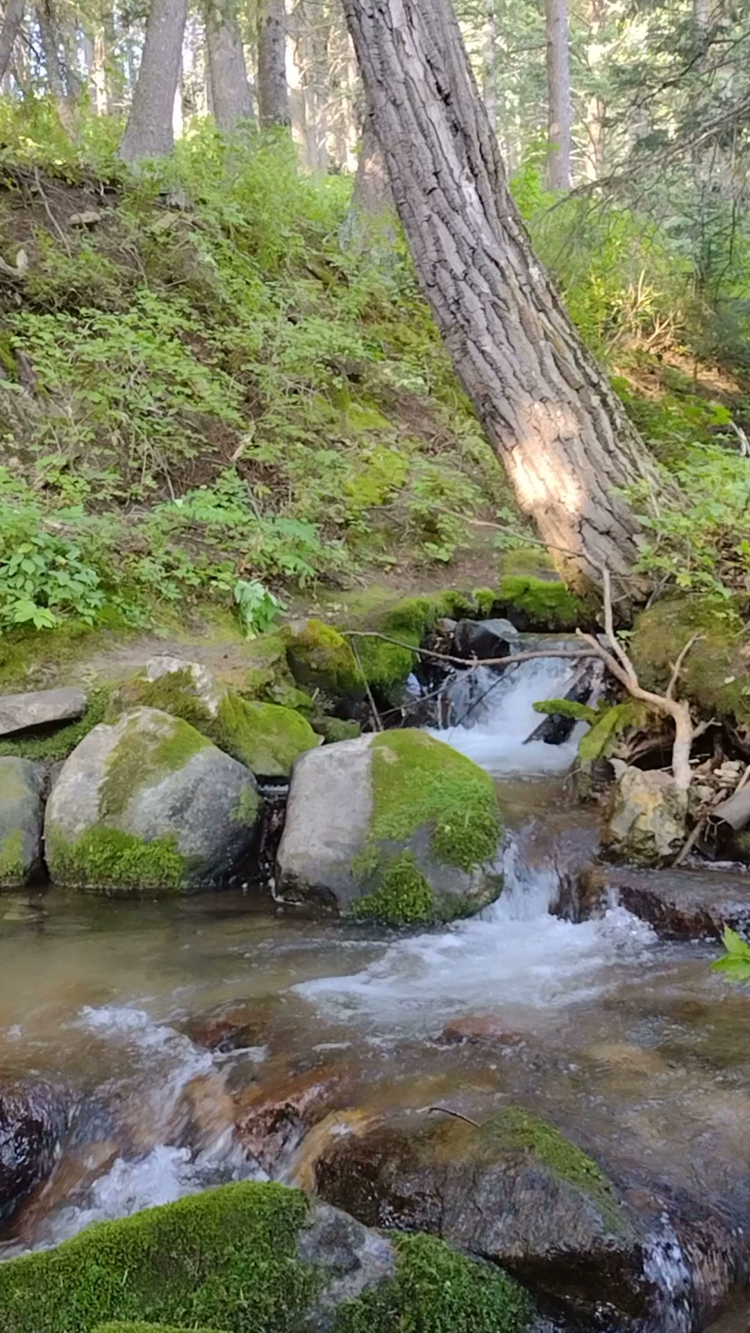 Palisades Campground