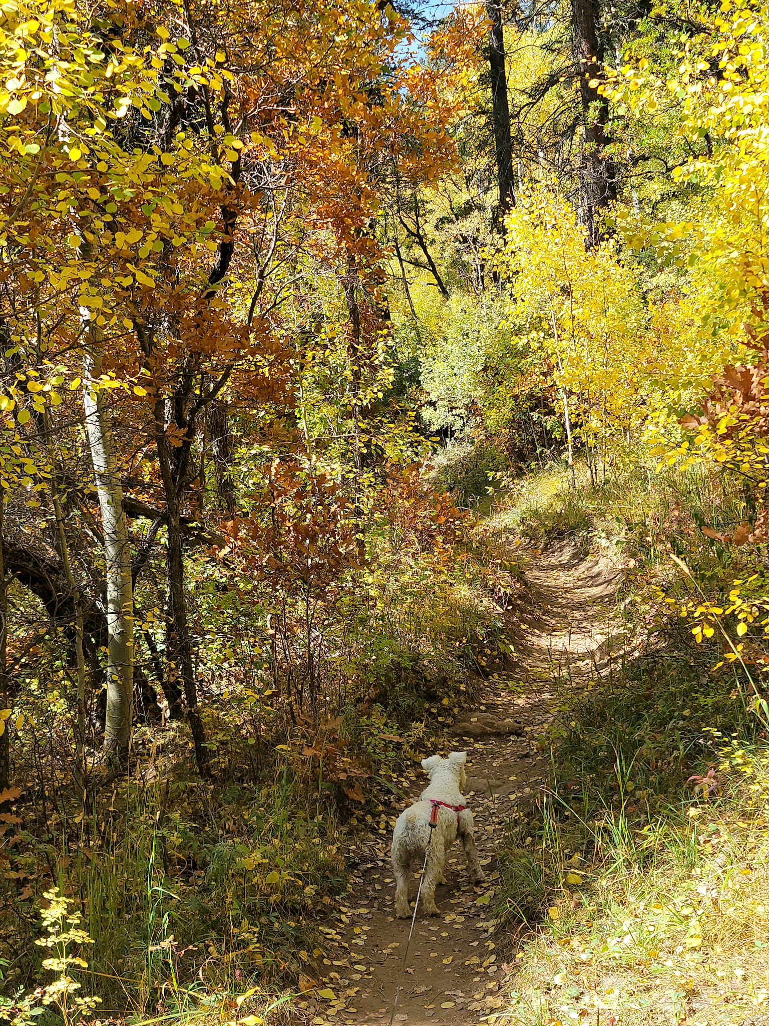 Panchuela Campground