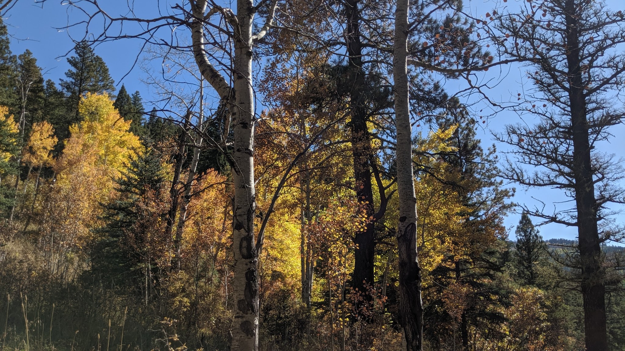 Panchuela Campground