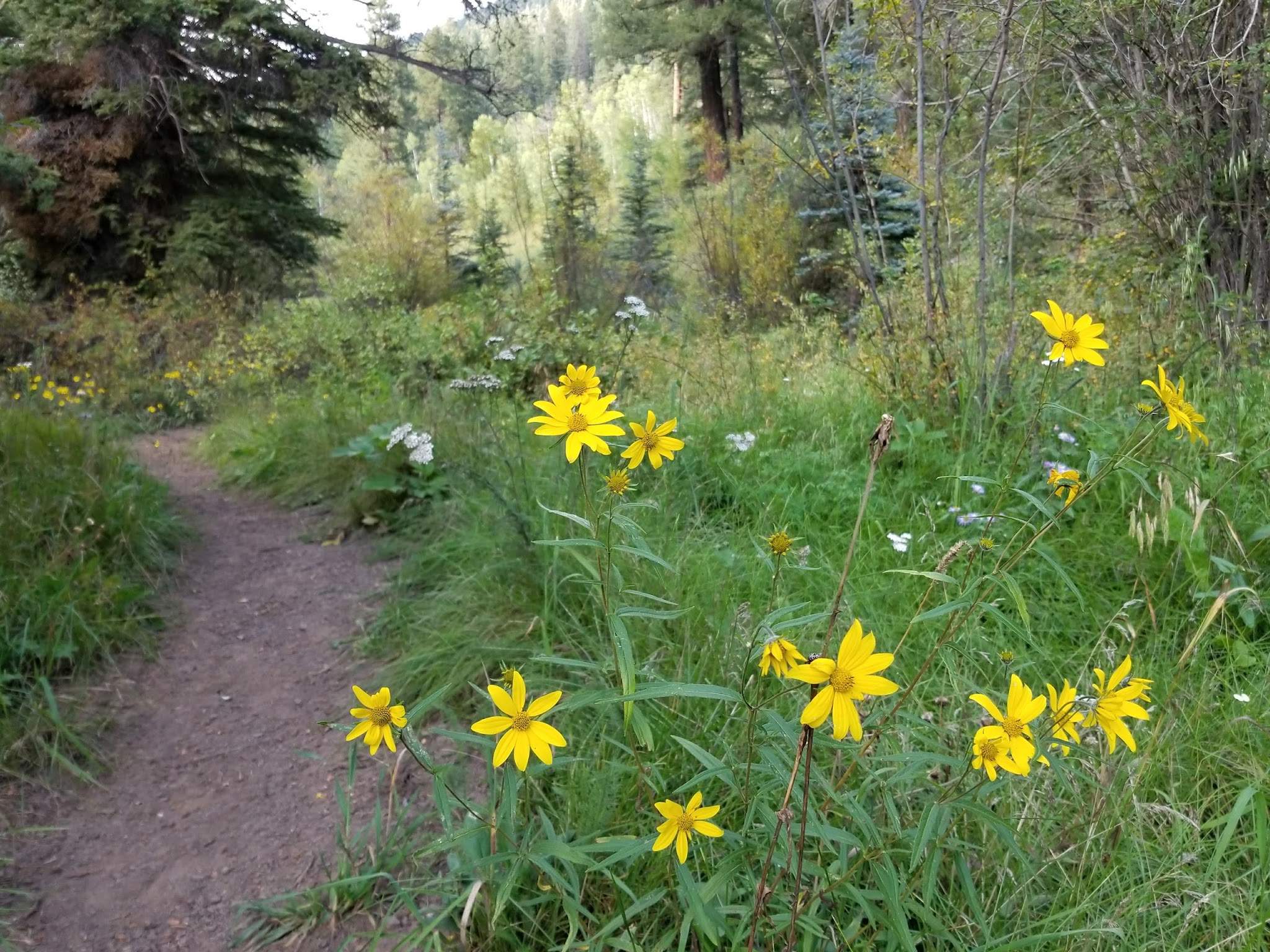 Panchuela Campground
