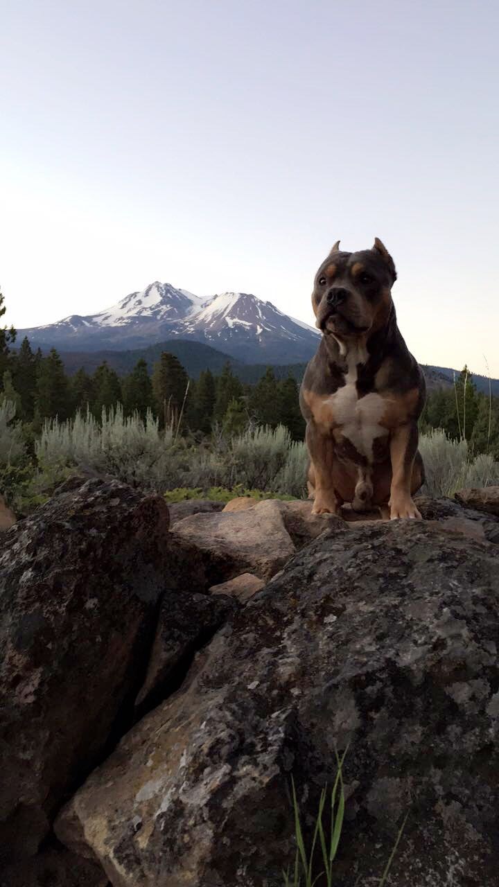 Panther Meadows Campground
