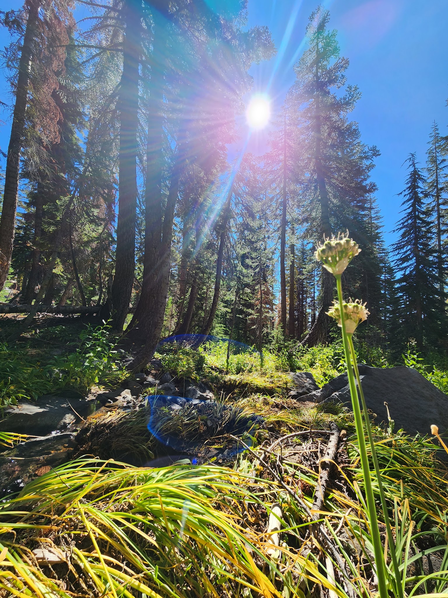 Panther Meadows Campground
