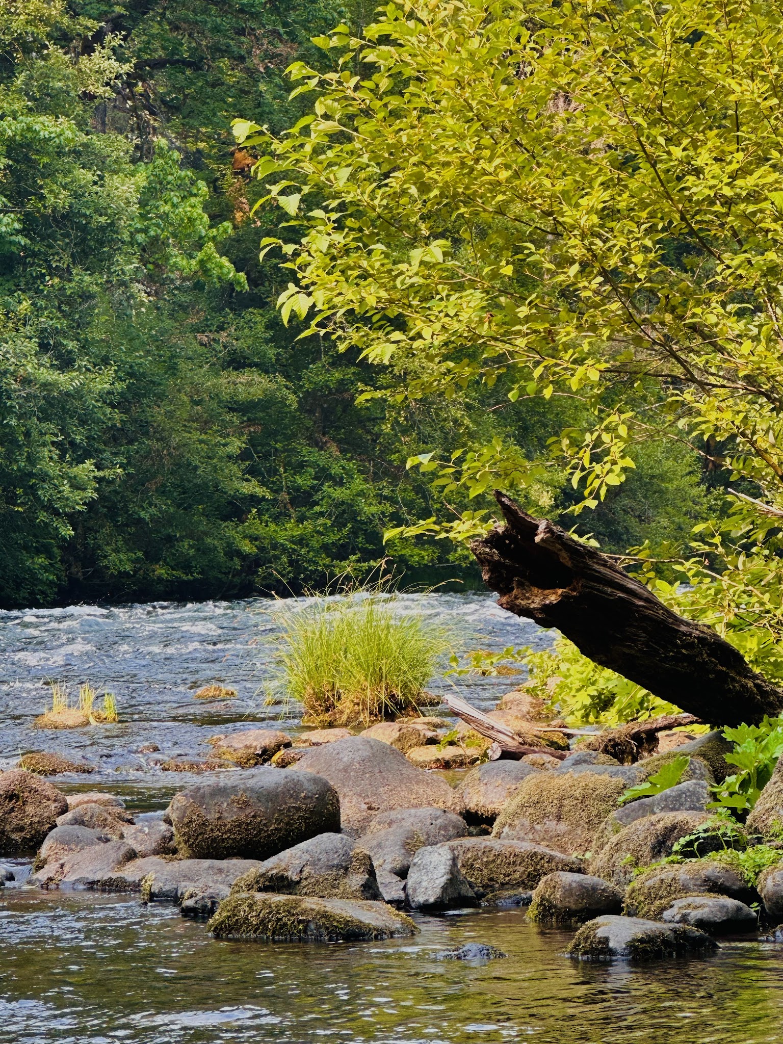 Mckenzie River Trailhead At Paradise Campground