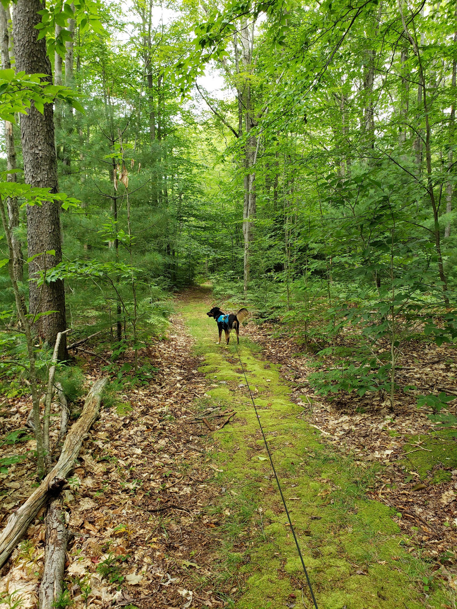 Parker Dam State Park