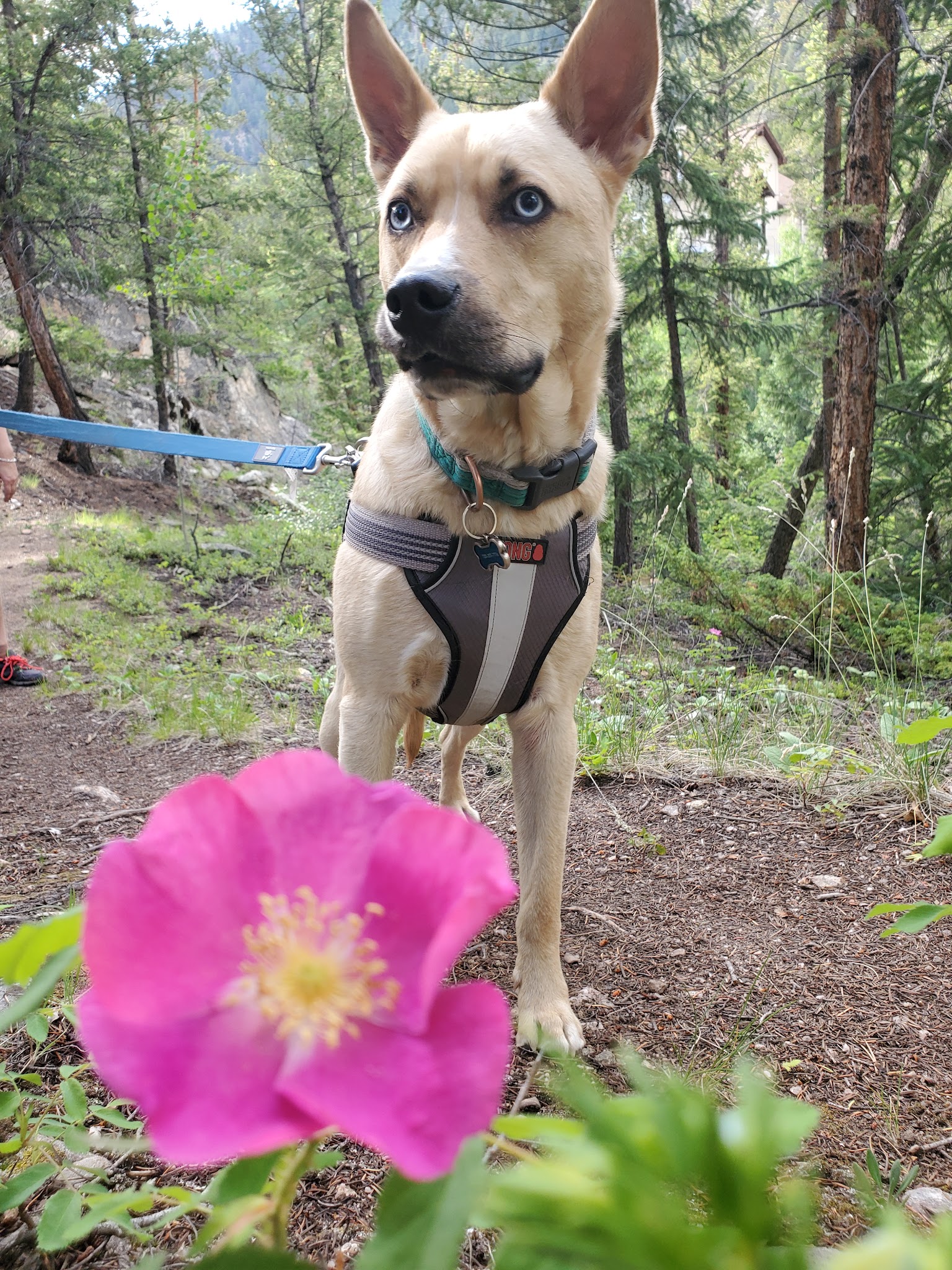 Parry Peak Campground