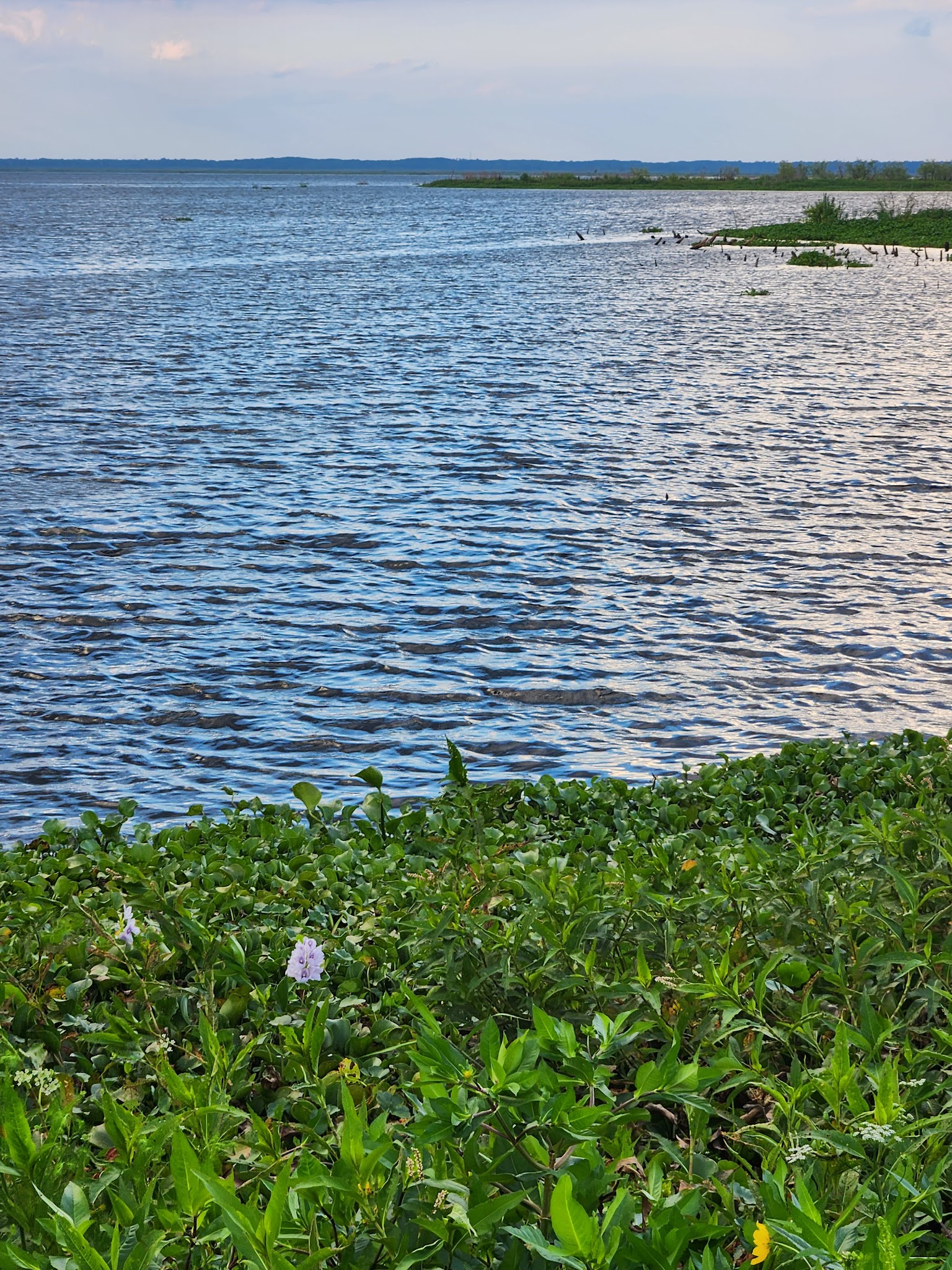 Paynes Prairie Preserve State Park Campground