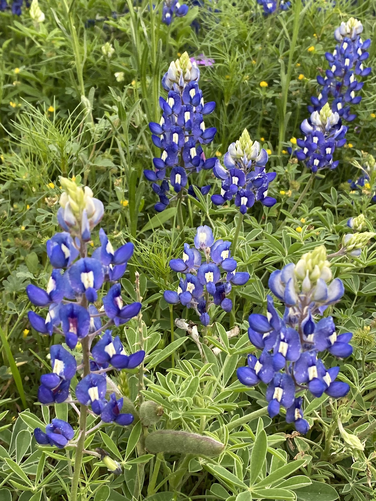 Pedernales River Nature Park