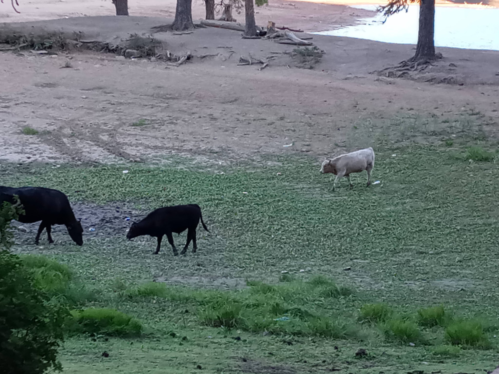 Peninsula  Campground
