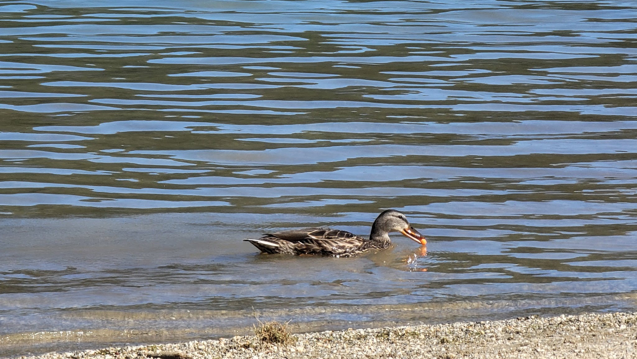 Peninsula Tent Campground