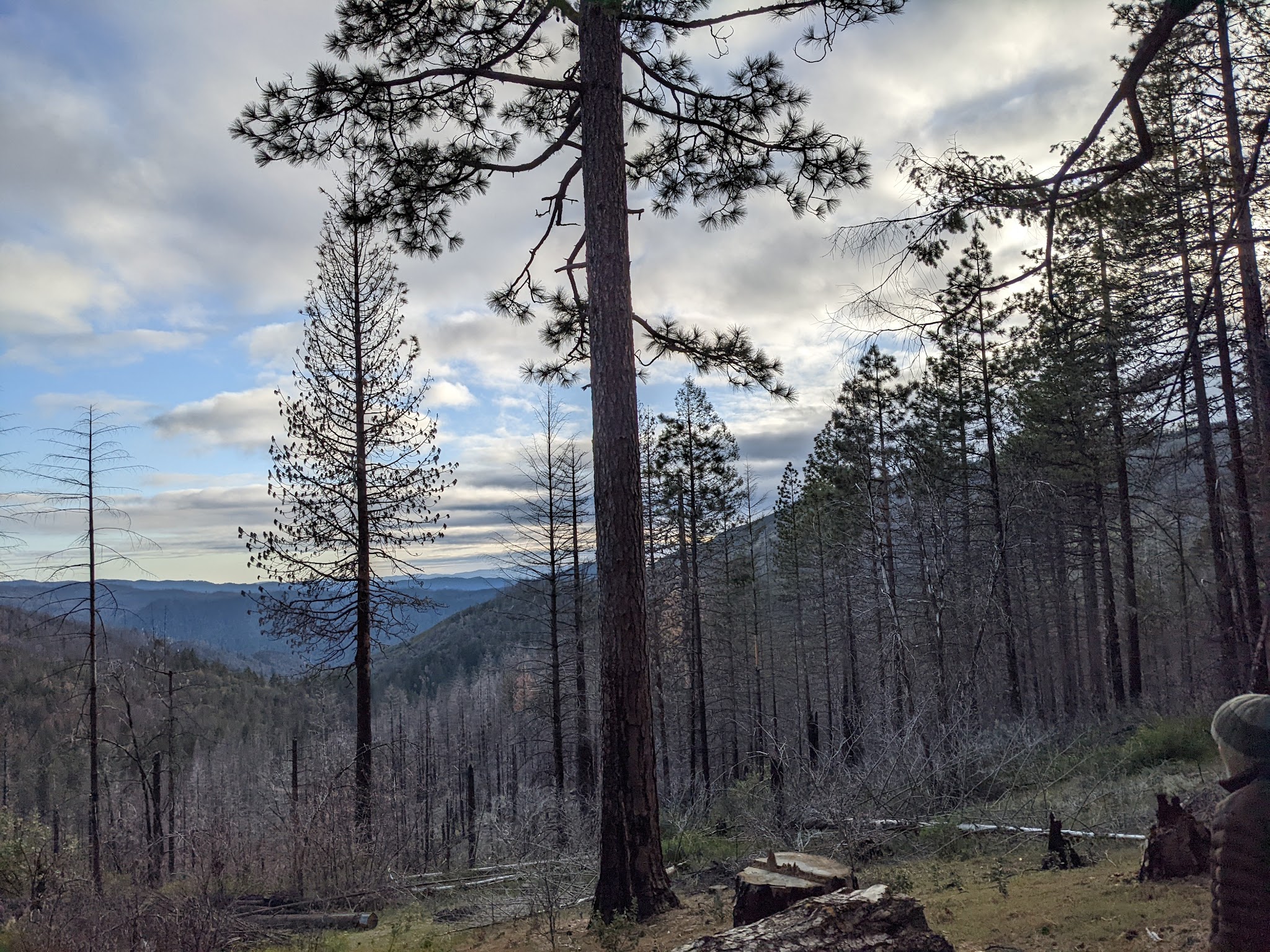 Penny Pines Campground