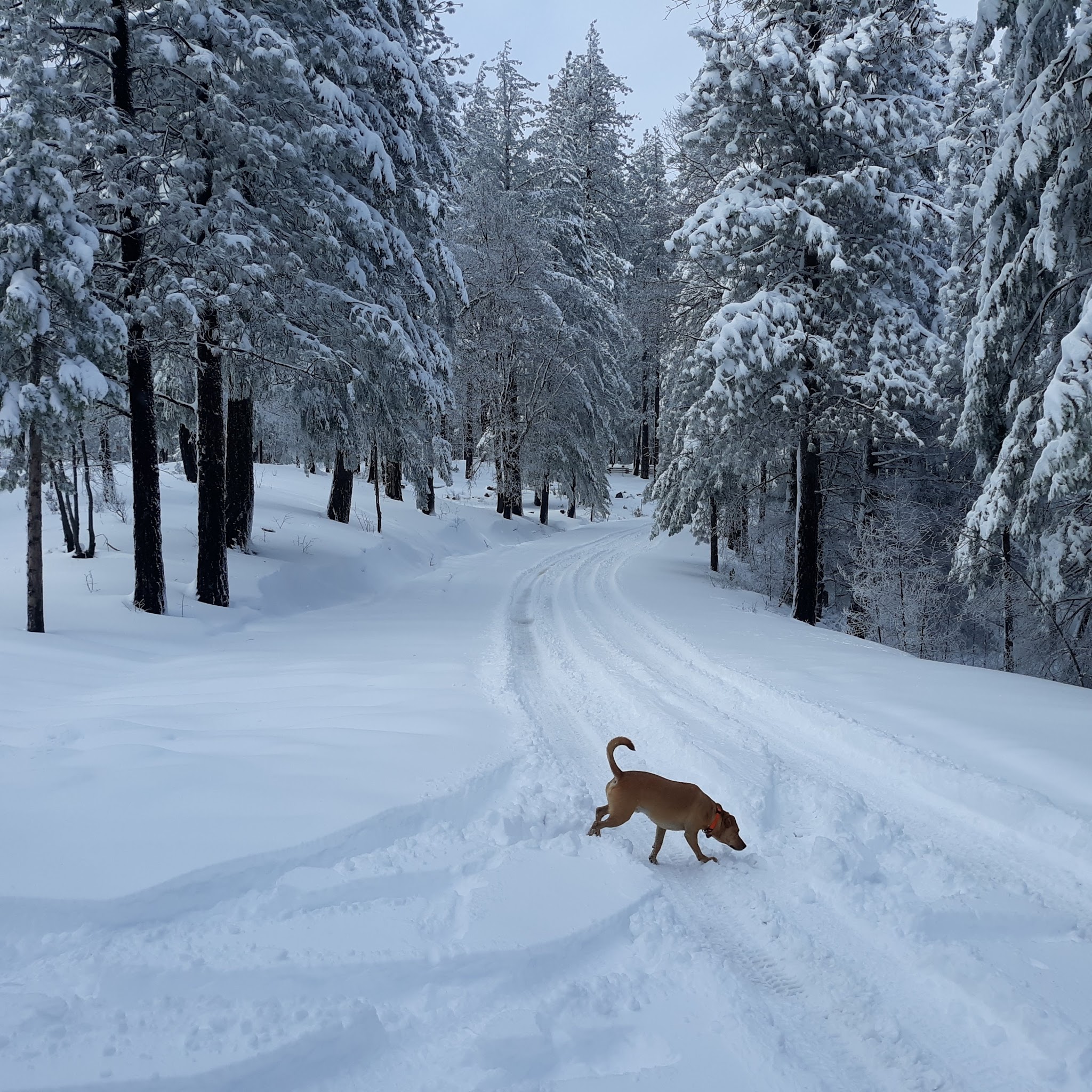 Penny Pines Campground