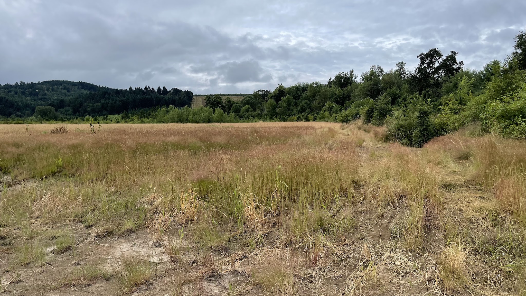 Penstemon Prairie Natural Crup Campground