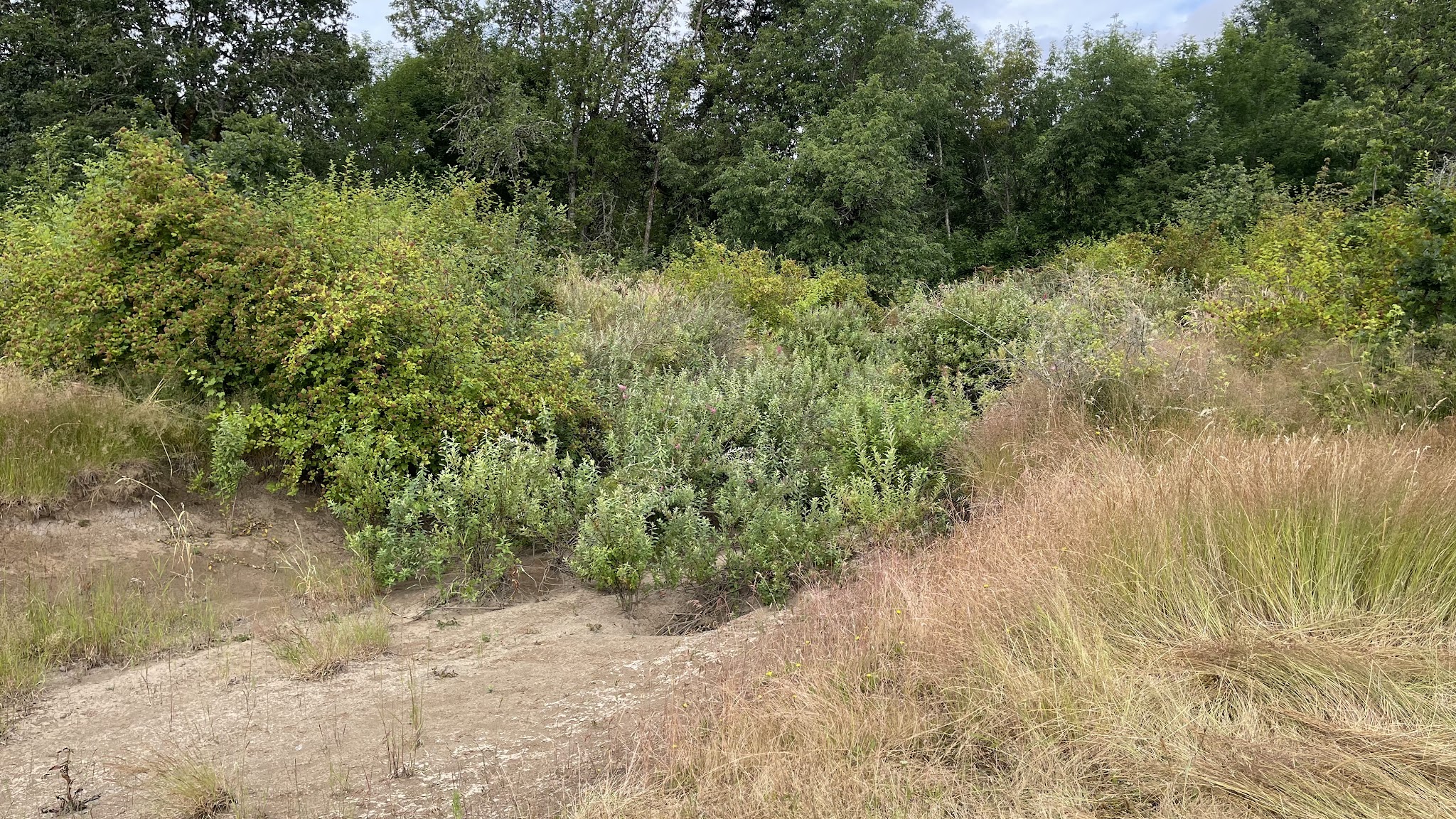 Penstemon Prairie Natural Crup Campground