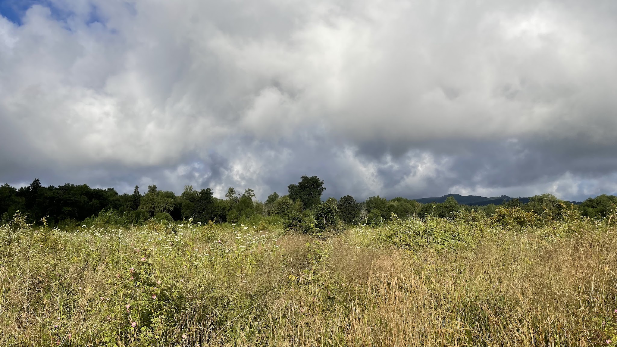 Penstemon Prairie Natural Crup Campground