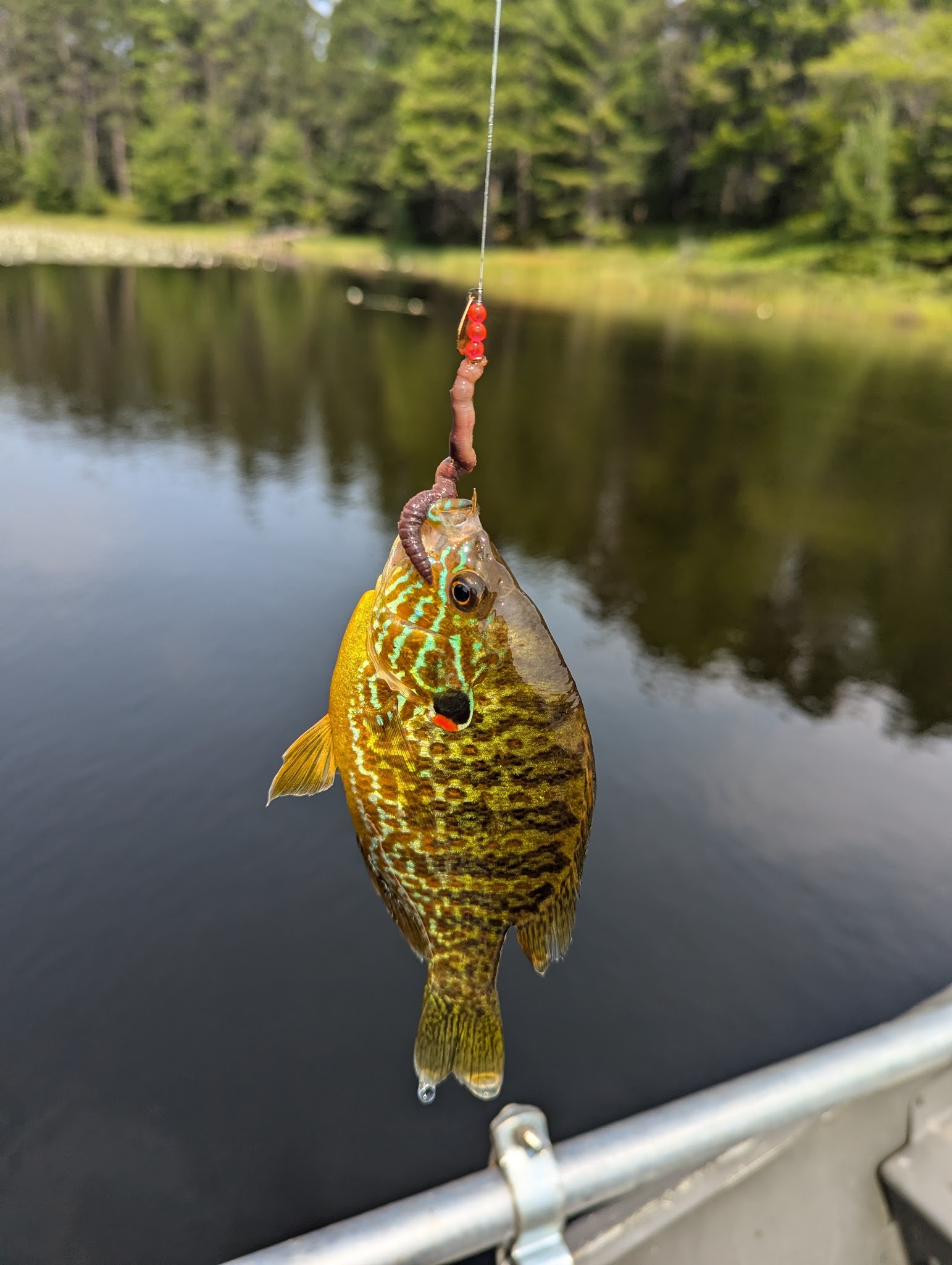 Perch Lake State Forest Campground