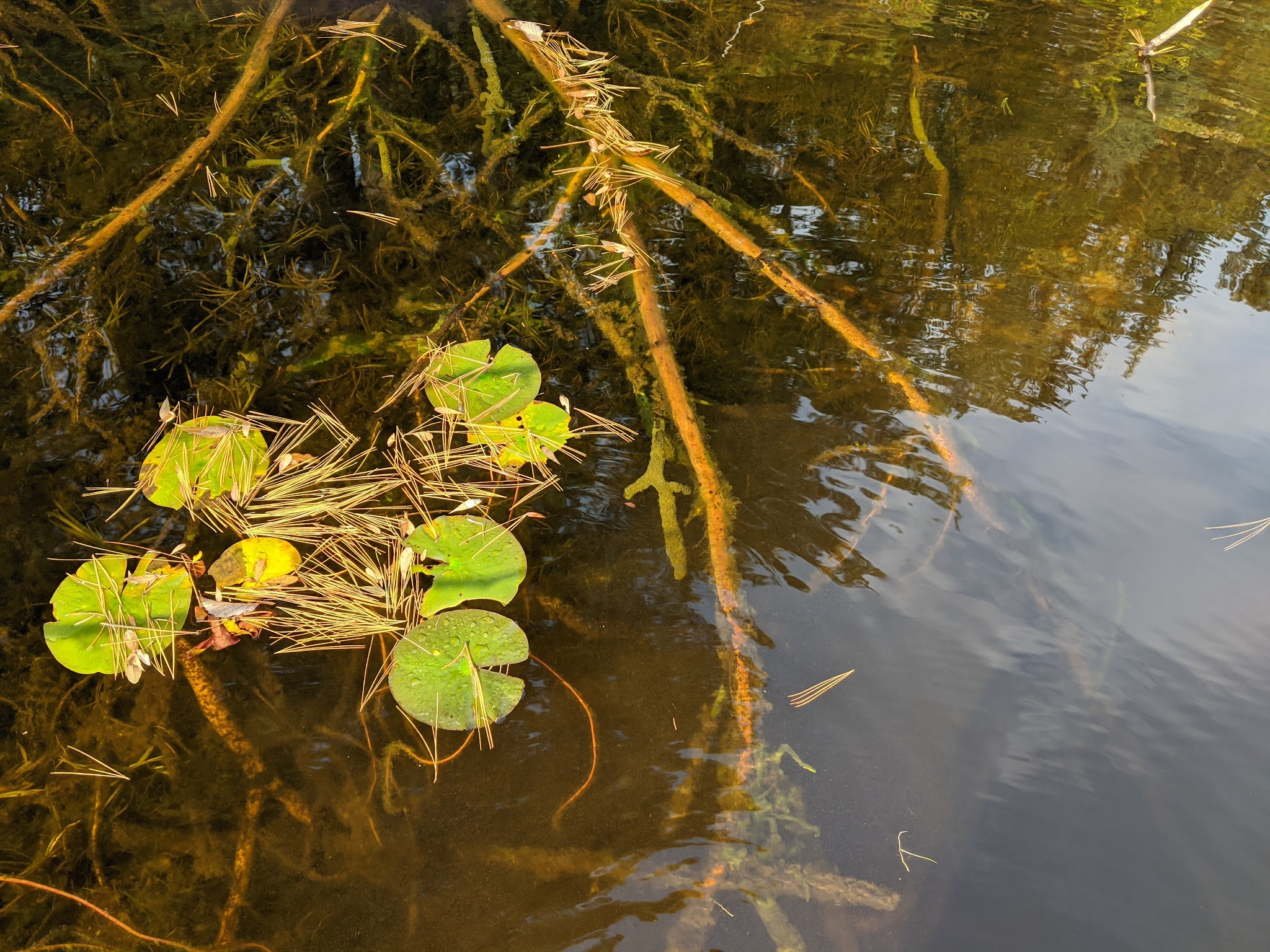 Perch Lake State Forest Campground