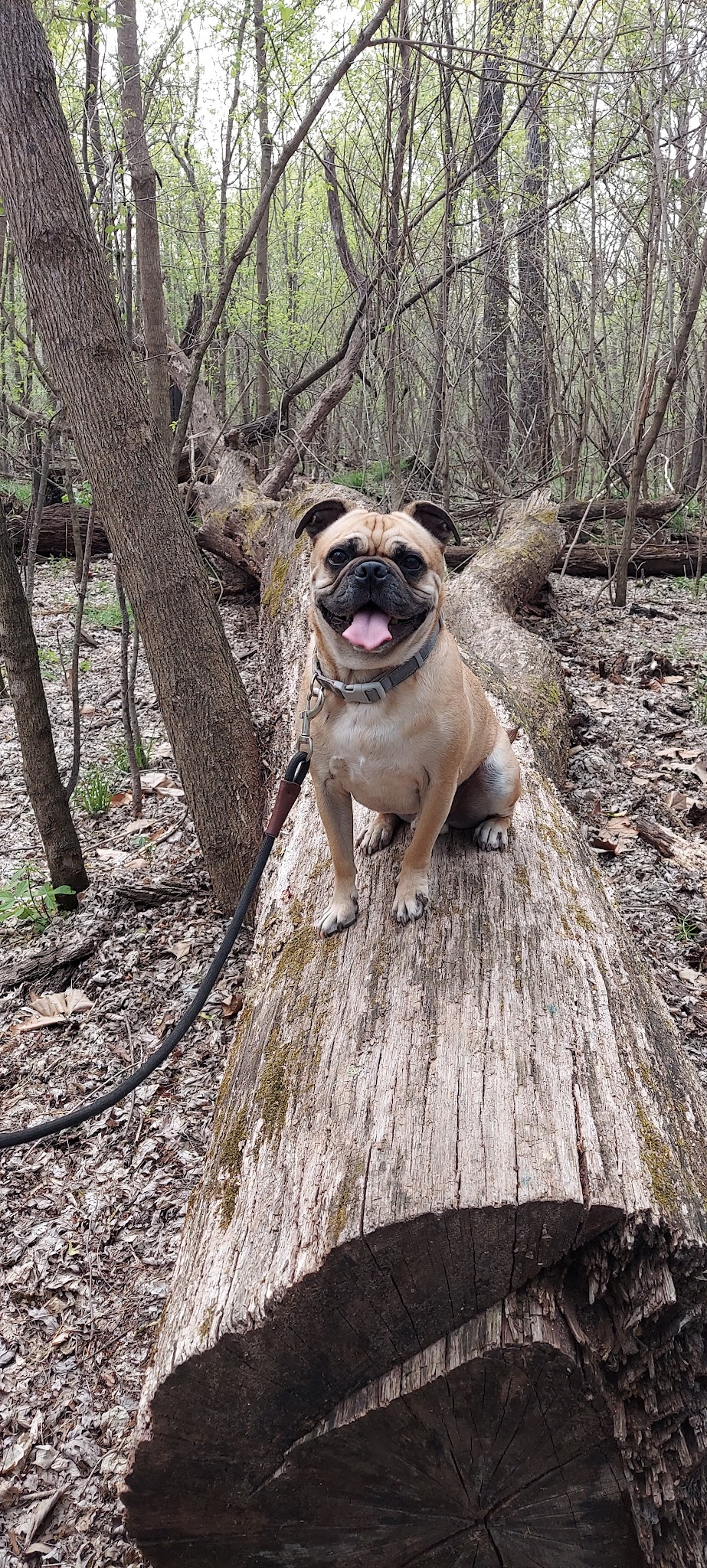 Pershing State Park Campground