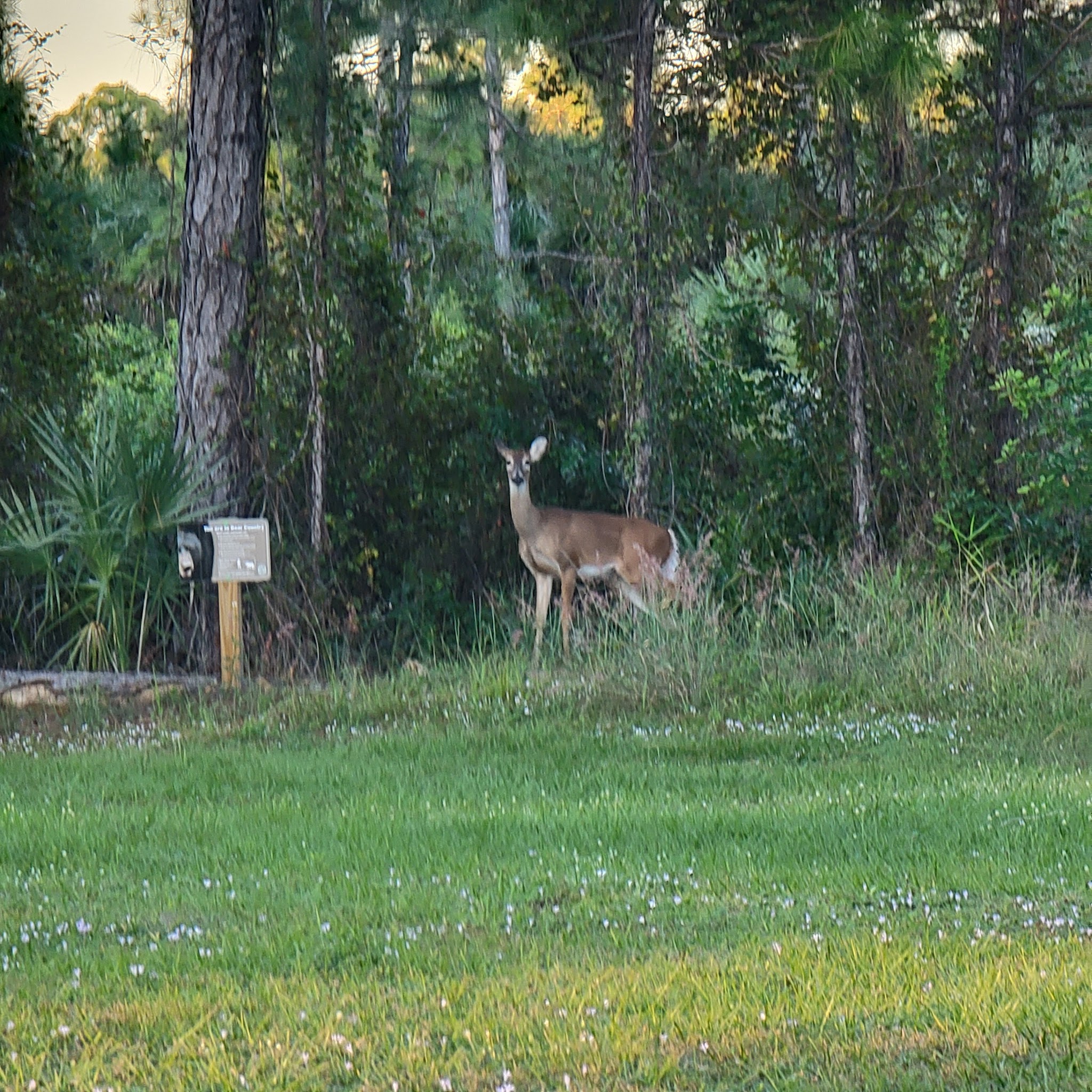 Horseshoe Primitive Hunt Camp Picayune Strand Forest