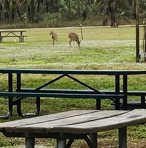 Horseshoe Primitive Hunt Camp Picayune Strand Forest