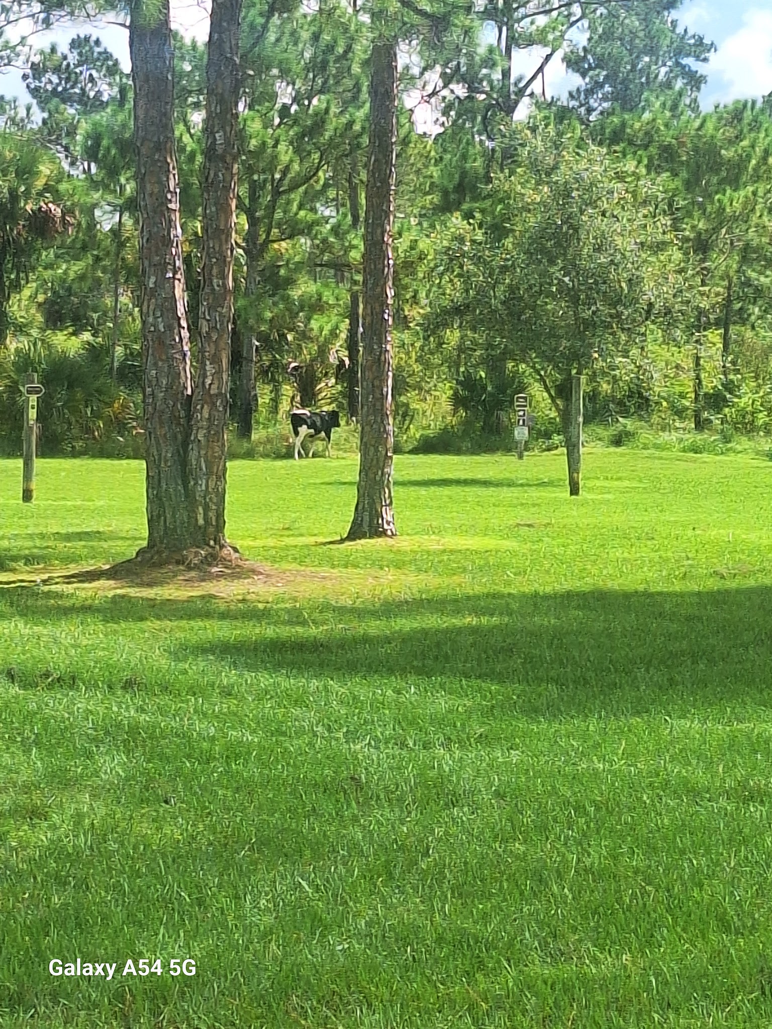 Horseshoe Primitive Hunt Camp Picayune Strand Forest