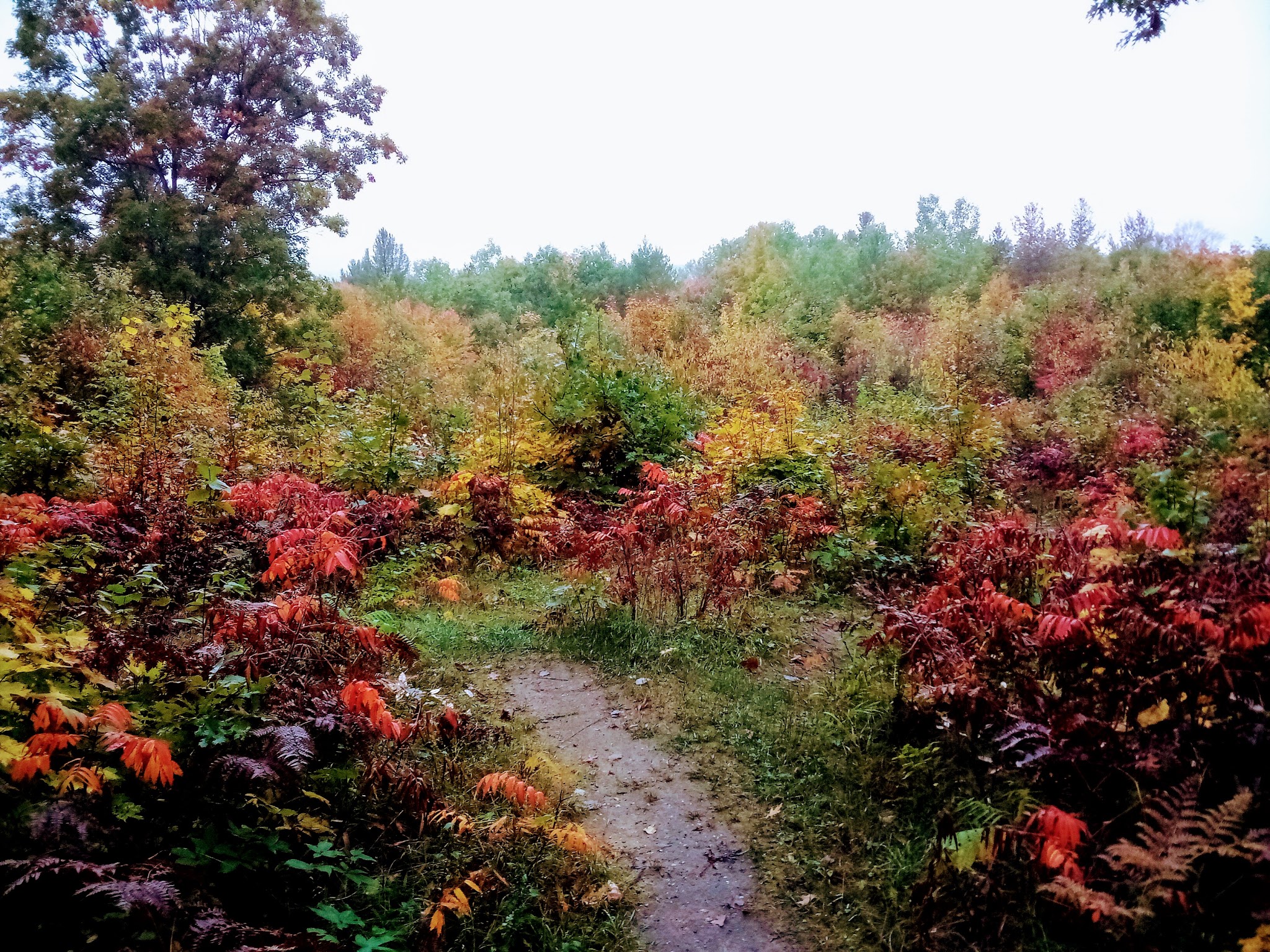 Pickerel Lake State Forest Campground (Otsego)