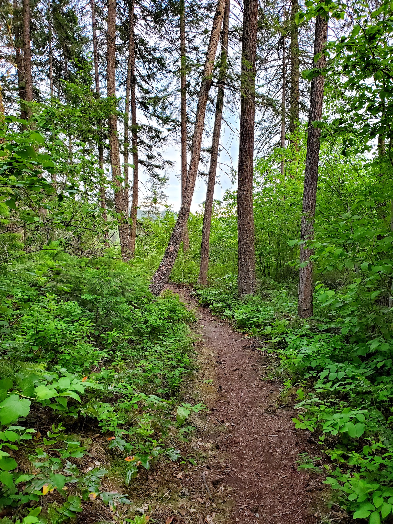 Pierre Lake Campground