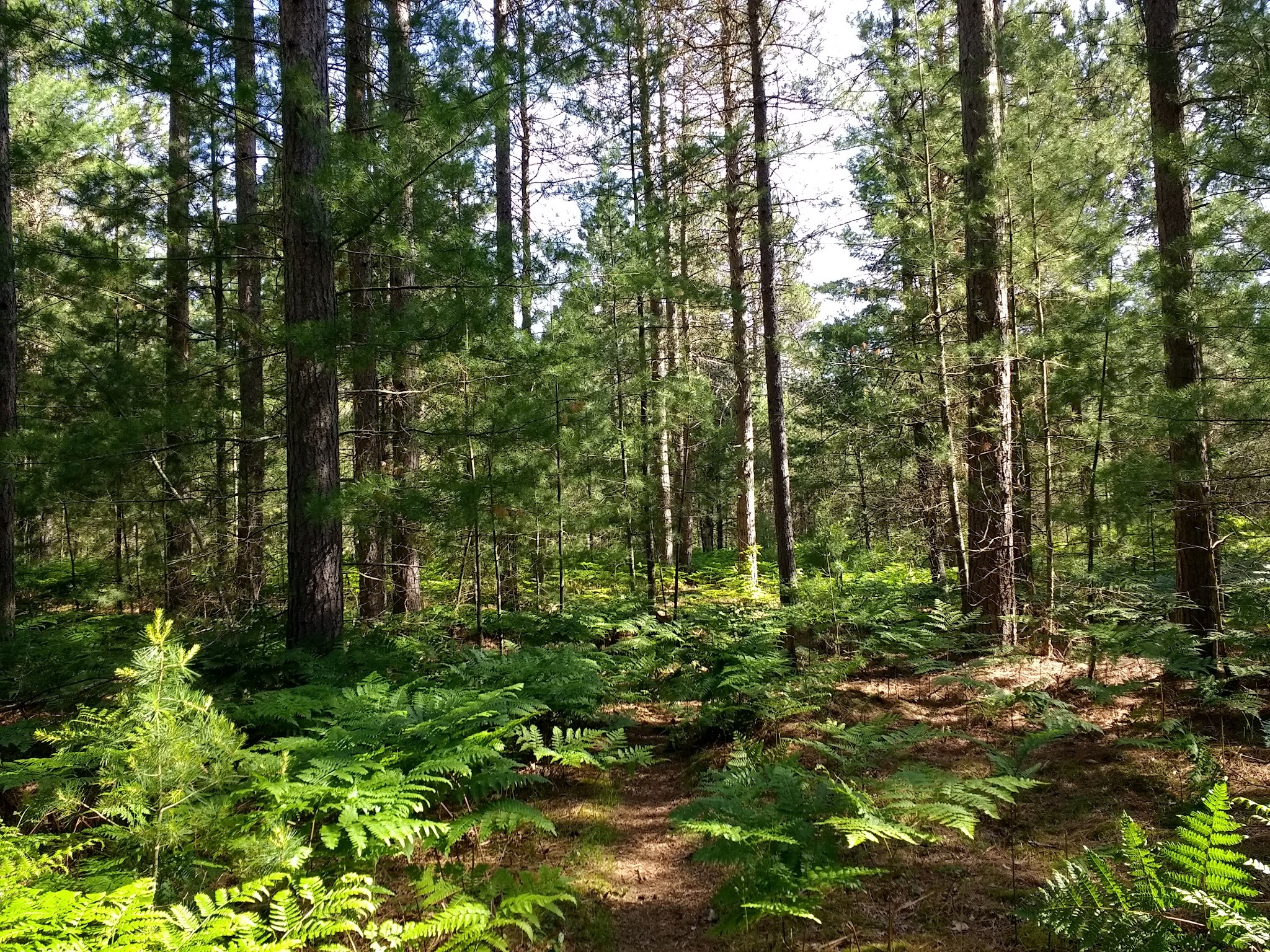 Pigeon Bridge State Forest Campground