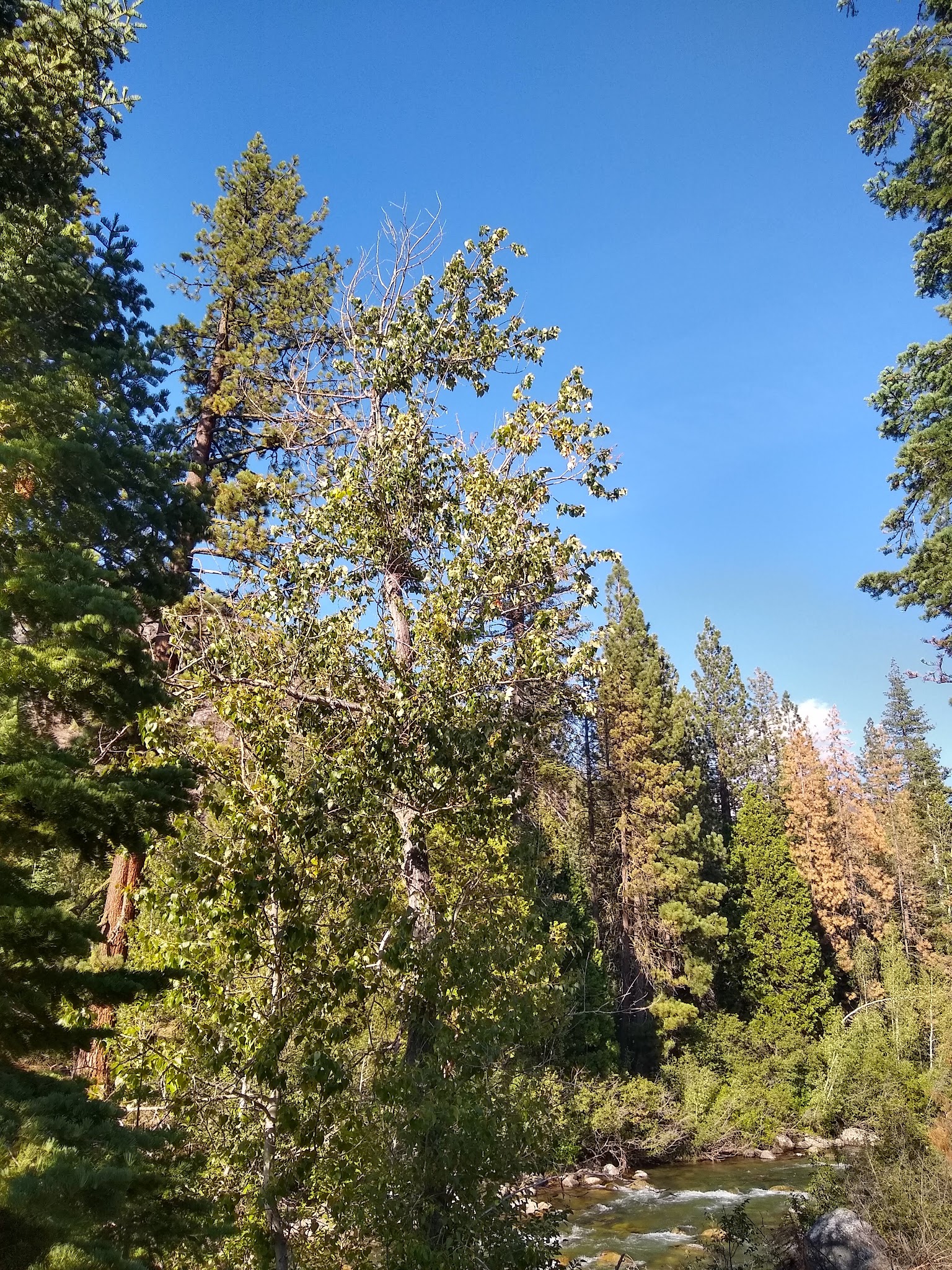 Pigeon Flat Campground