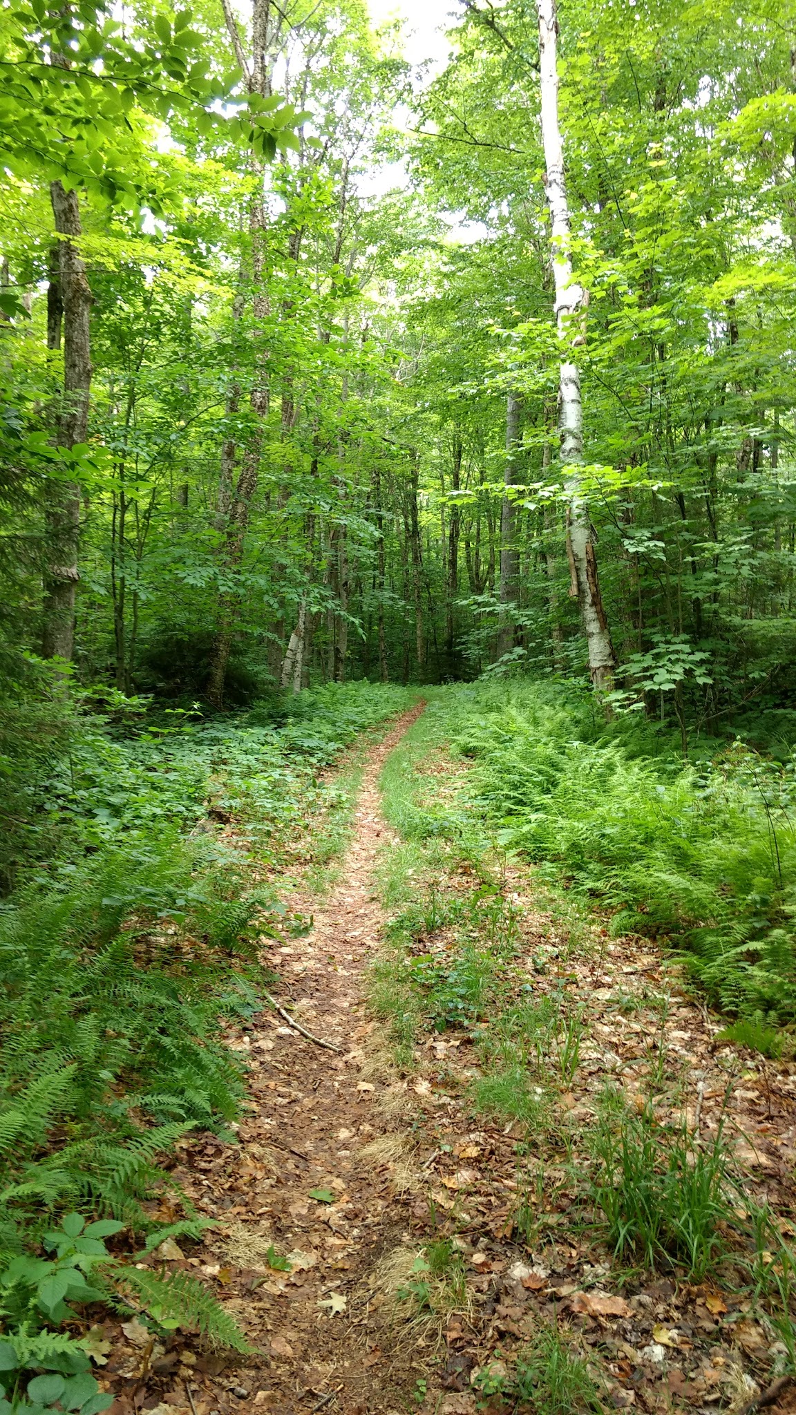 Pillsbury State Park