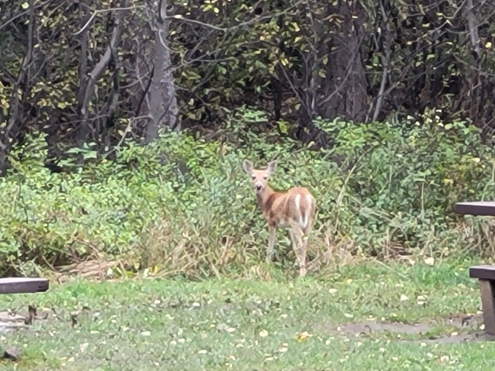 Pine Creek Campground