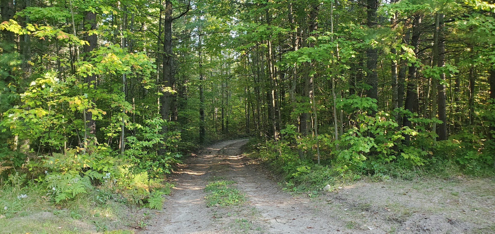 Pine Grove State Forest Campground