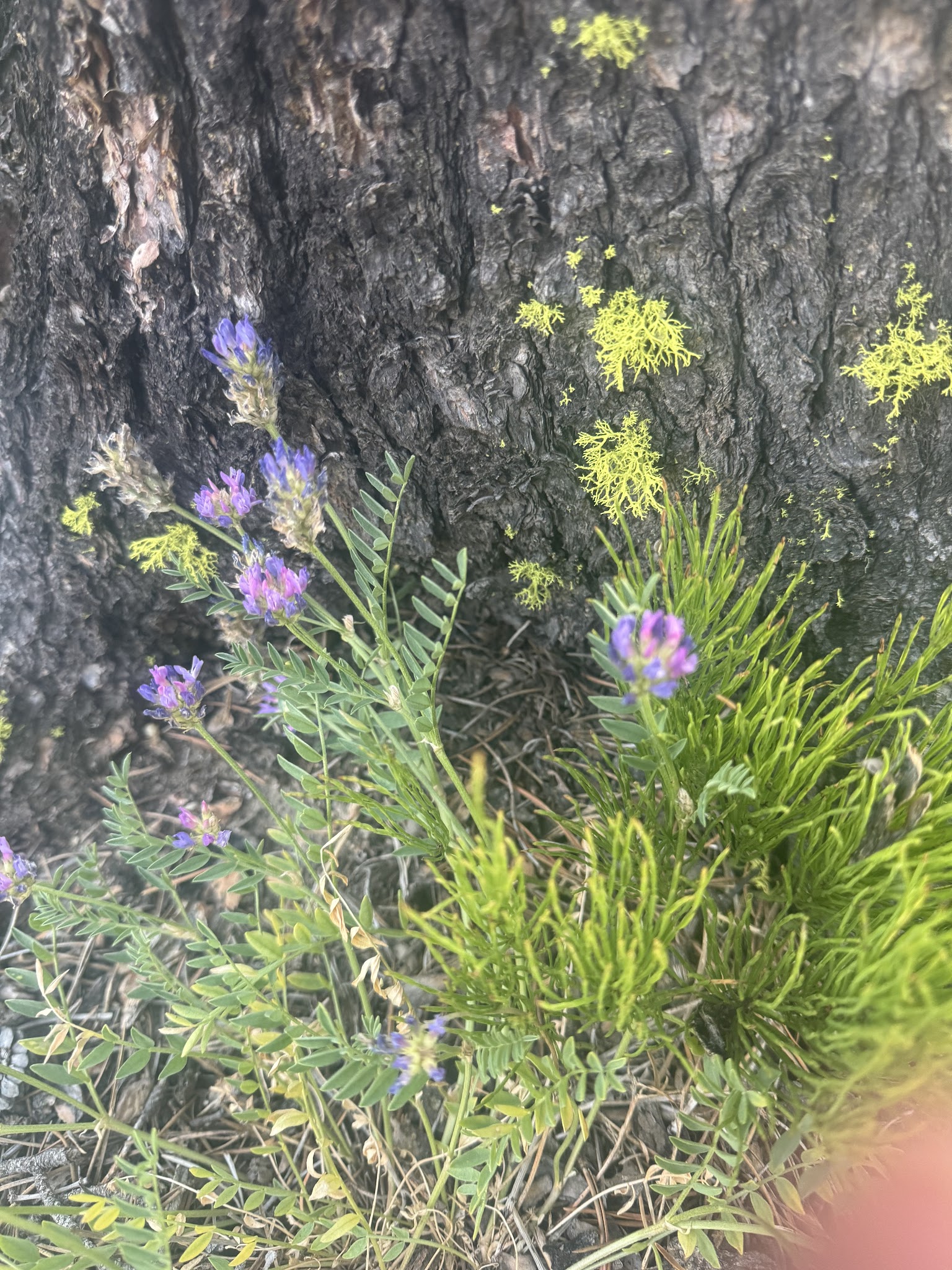 Pine Grove Campground