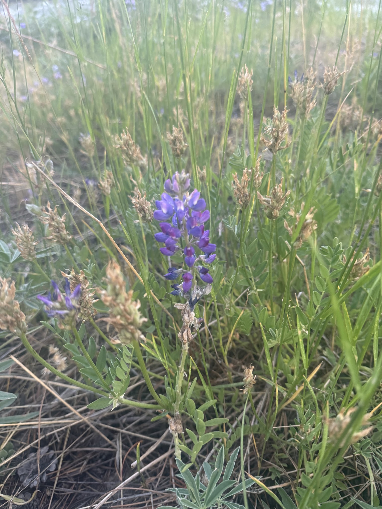 Pine Grove Campground