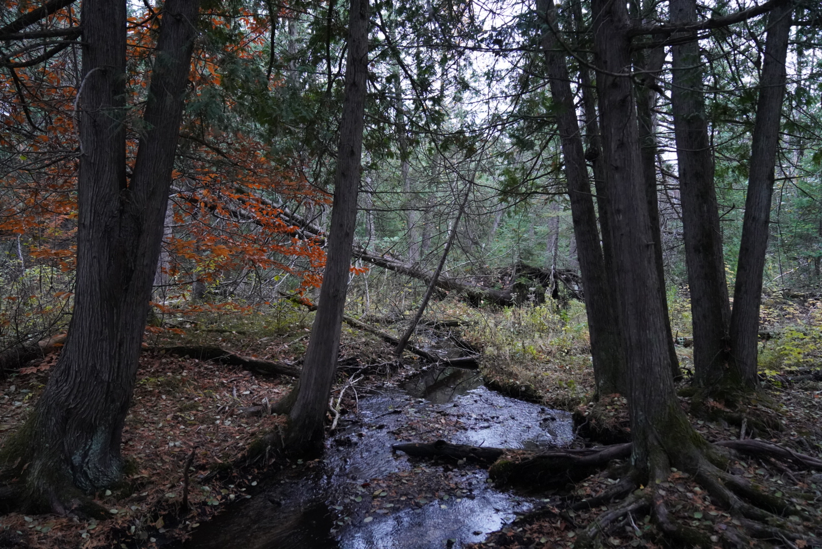 Pine Grove State Forest Campground