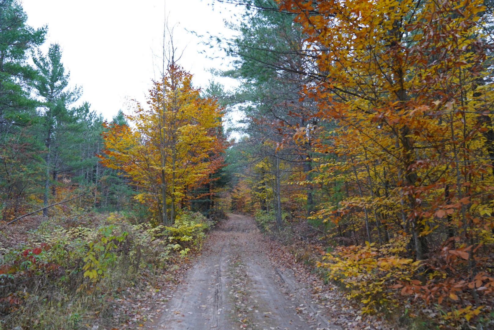 Pine Grove State Forest Campground