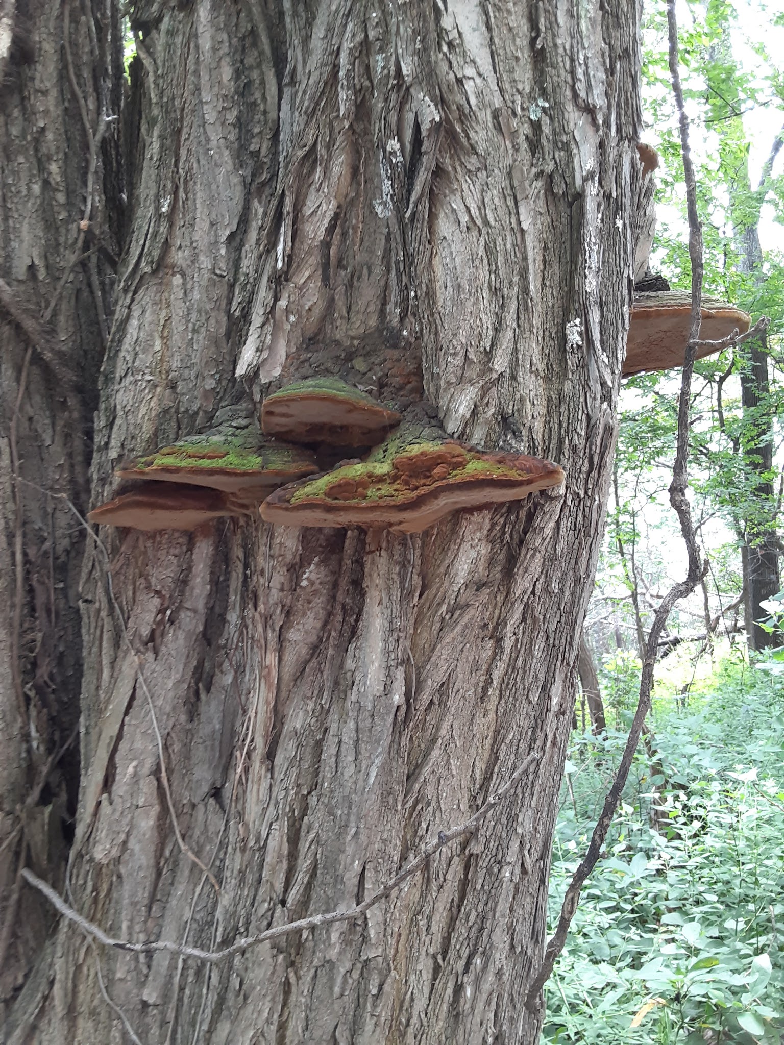 Pine Hills Campground